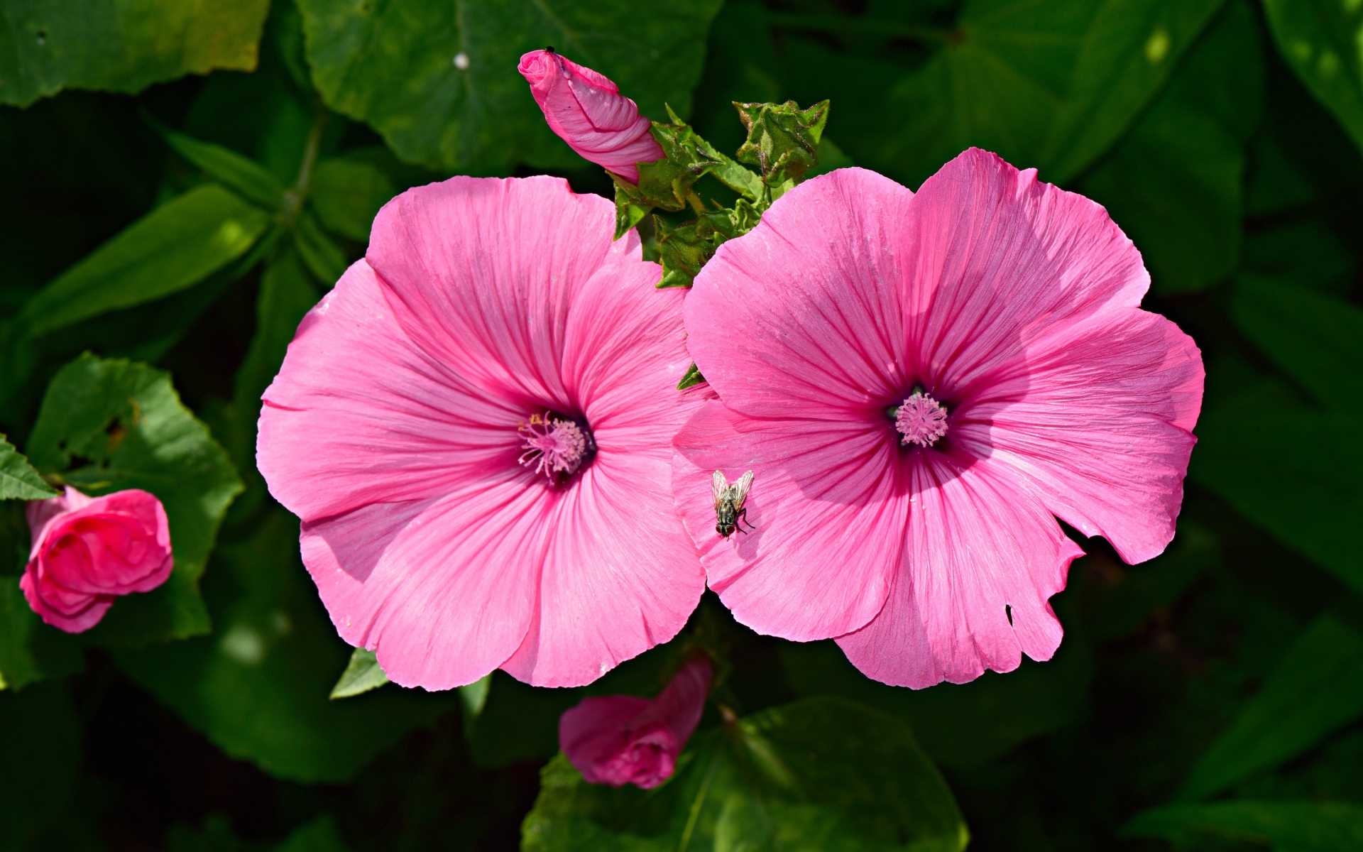 Два розовых цветка мальвы с бутонами в саду 