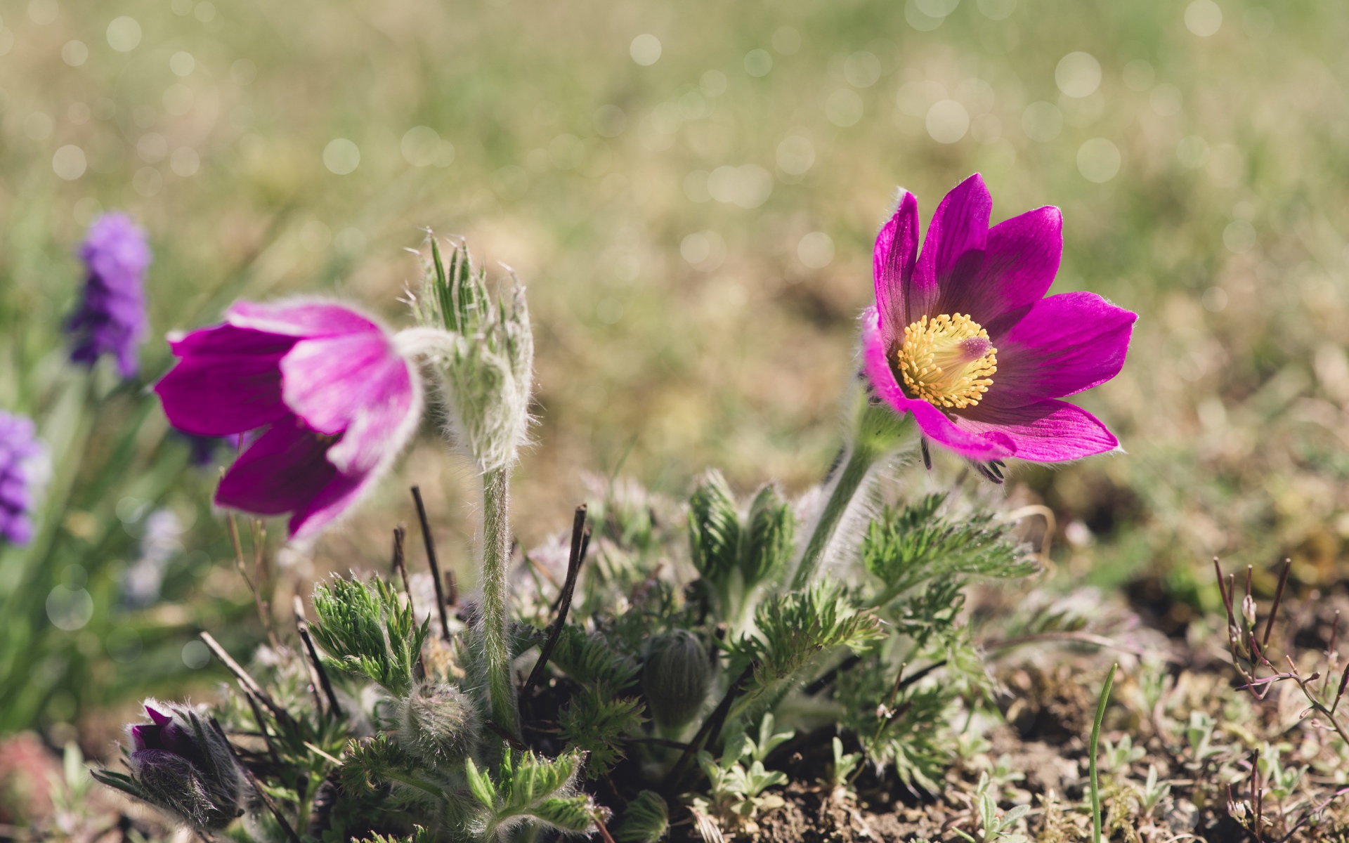 Два фиолетовых цветка прострела в лучах солнца на поле 