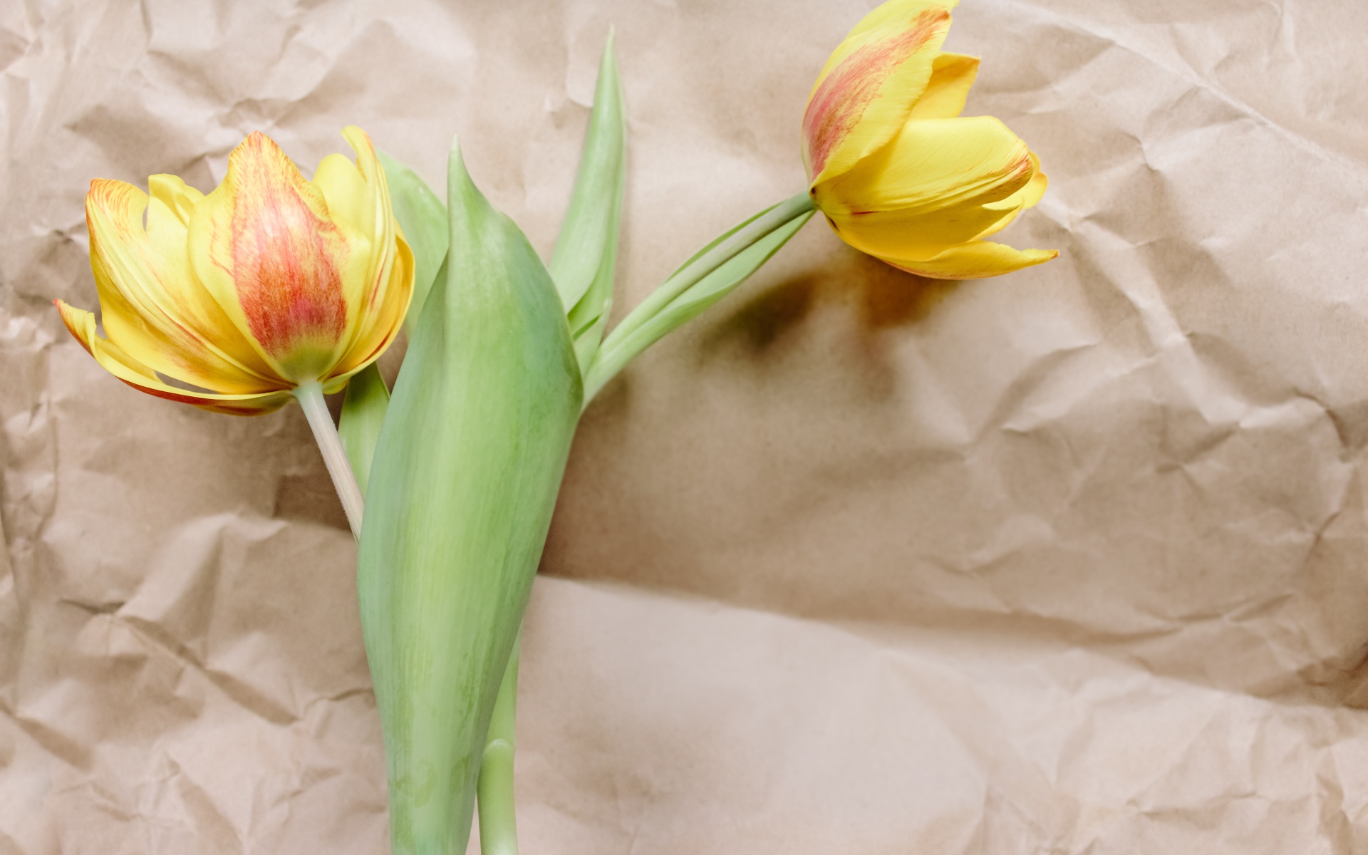 Два тюльпана лежат на бумаге 