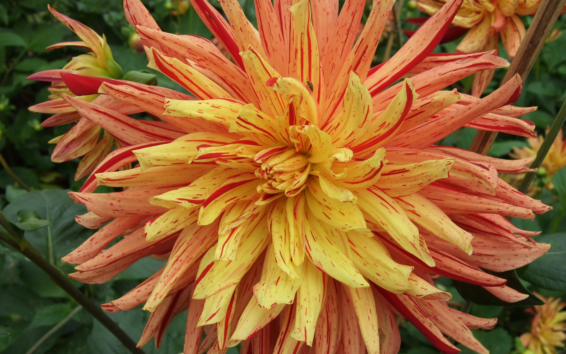 Необычный оранжевый цветок георгины на клумбе 