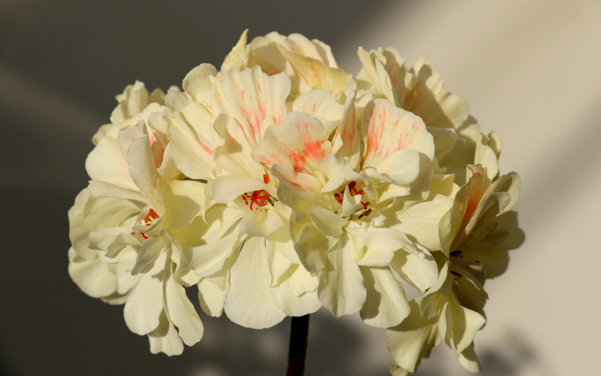 White Pelargonium flowers close up