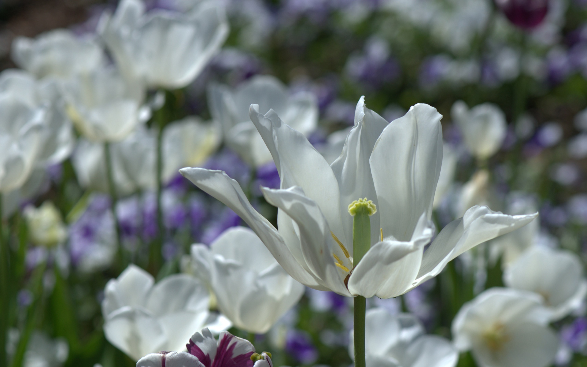 Белый распустившийся тюльпан в лучах солнца