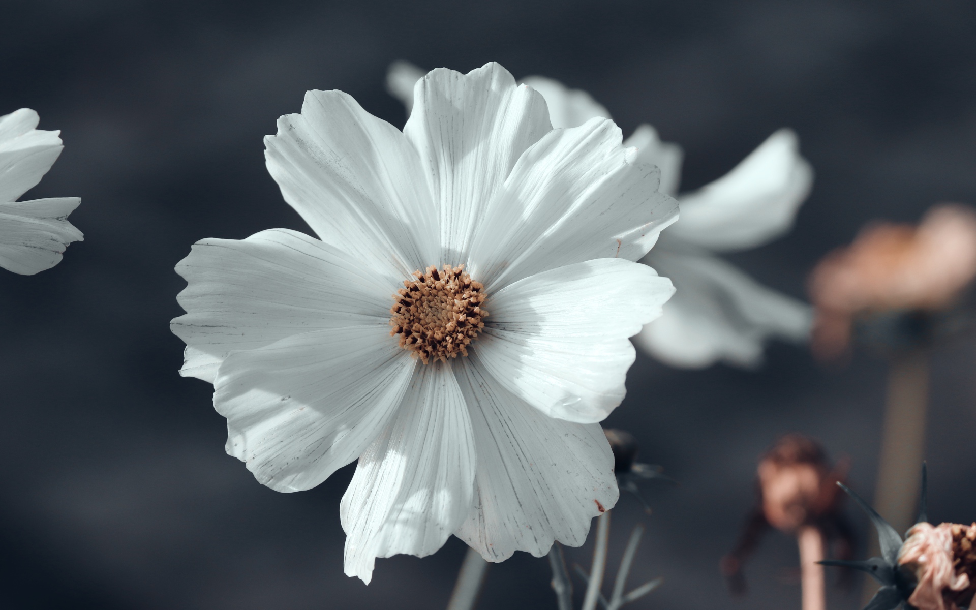 Белый цветок космеи с бутонами крупным планом 