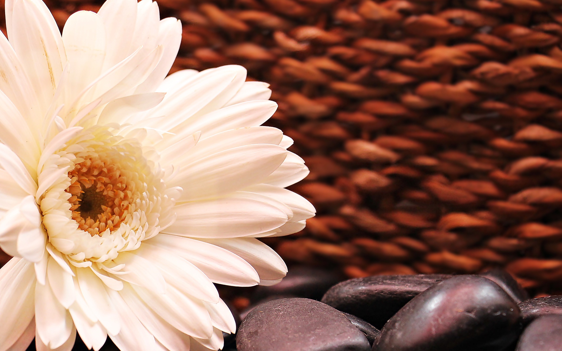 Белая гербера с черными камнями