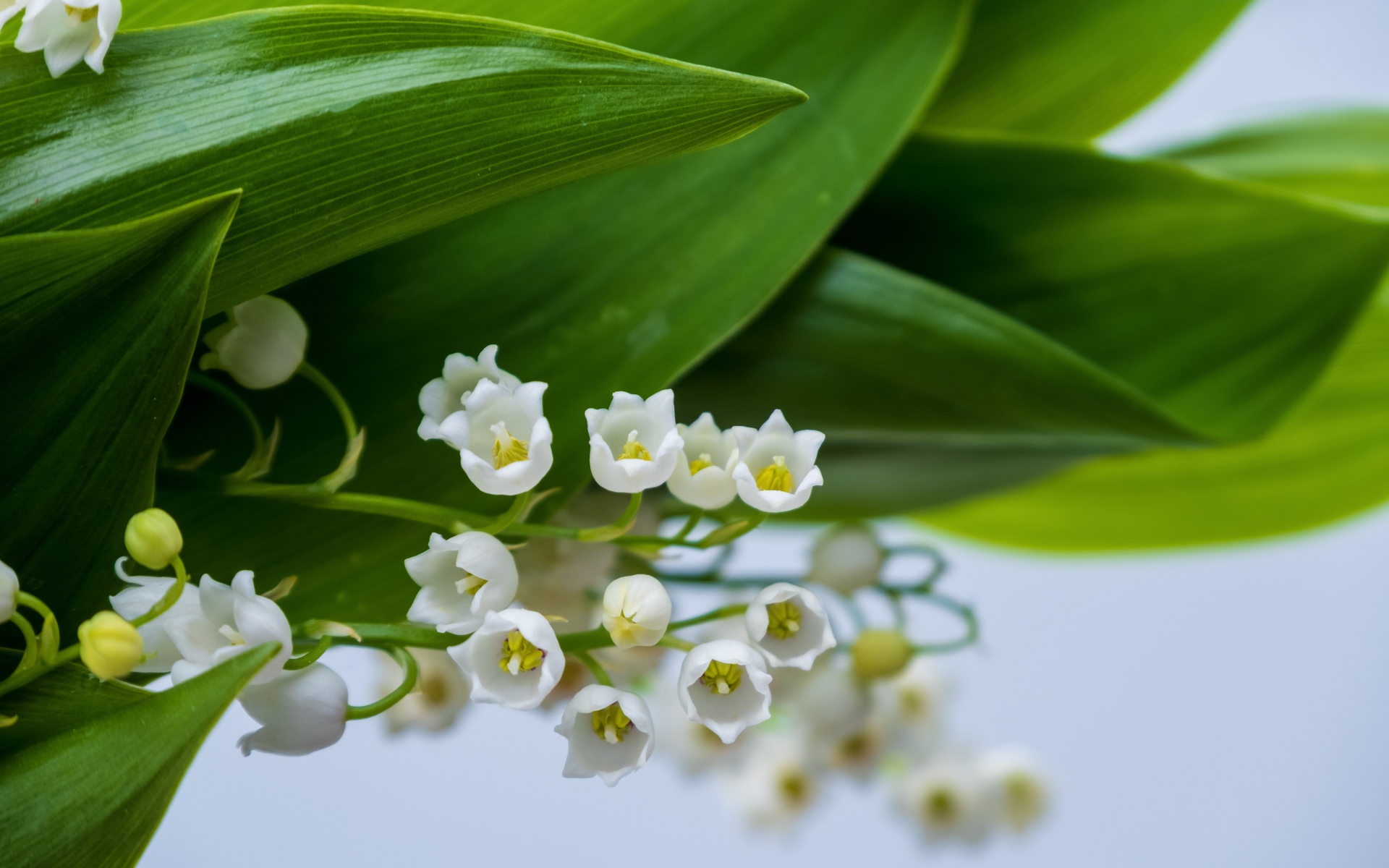 White lily of the valley flowers with green leaves