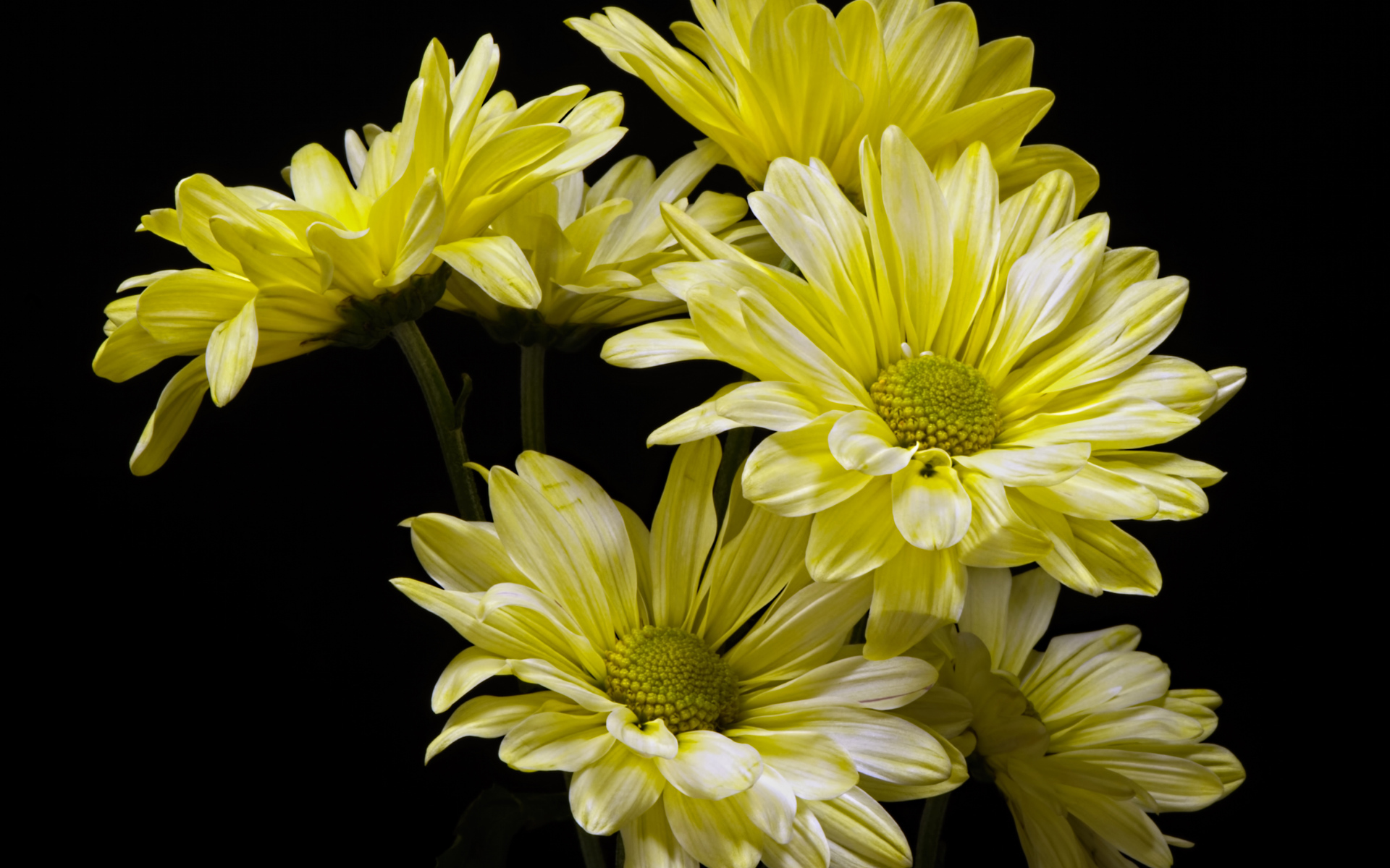 Желтые ромашковидные хризантемы на черном фоне