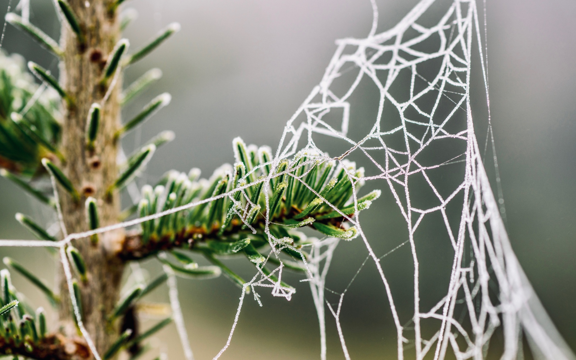 Покрытая инеем паутина на зеленой ветке ели