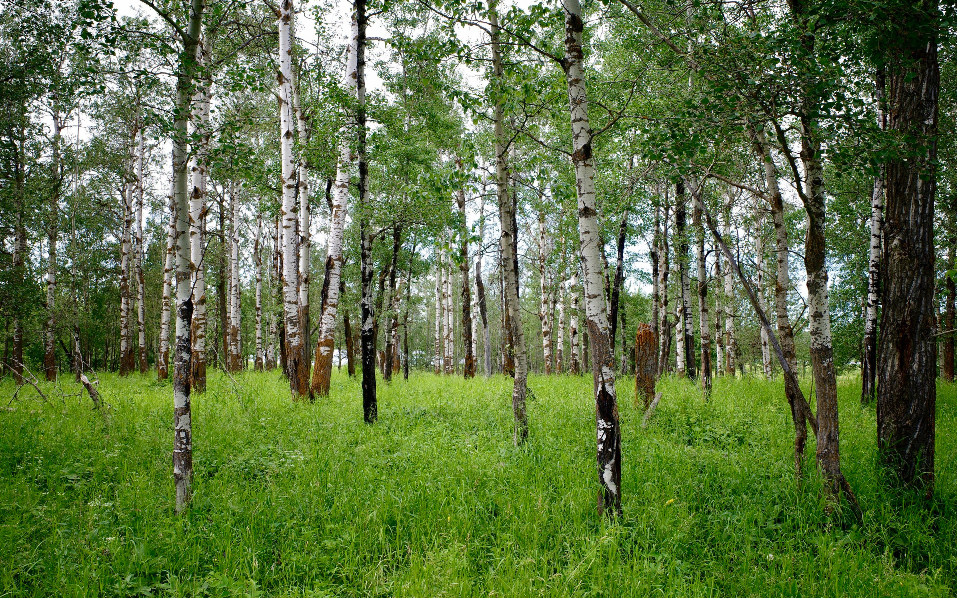Стройные белые березы с зеленой травой