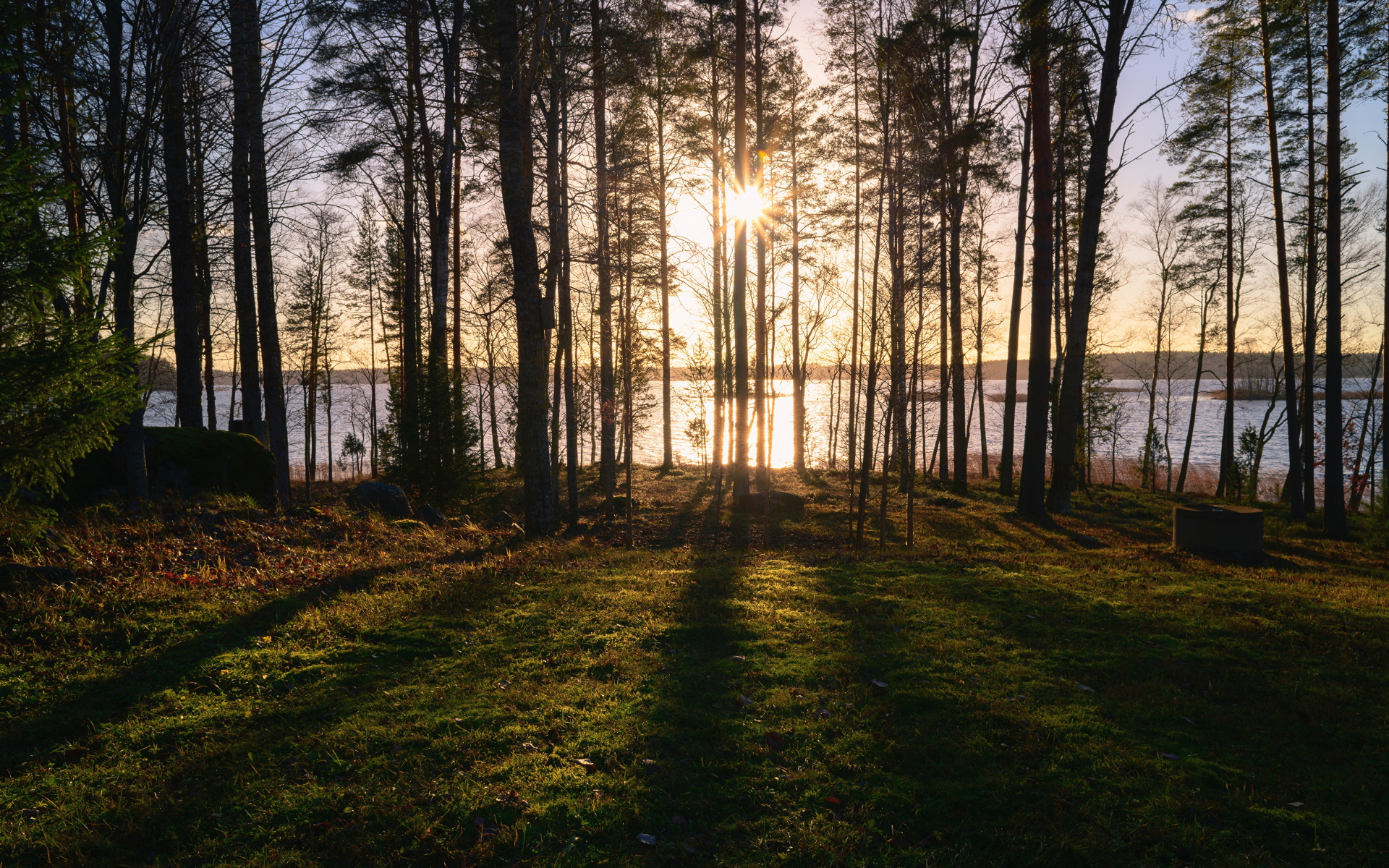 Солнце пробивается сквозь деревья в лесу у реки