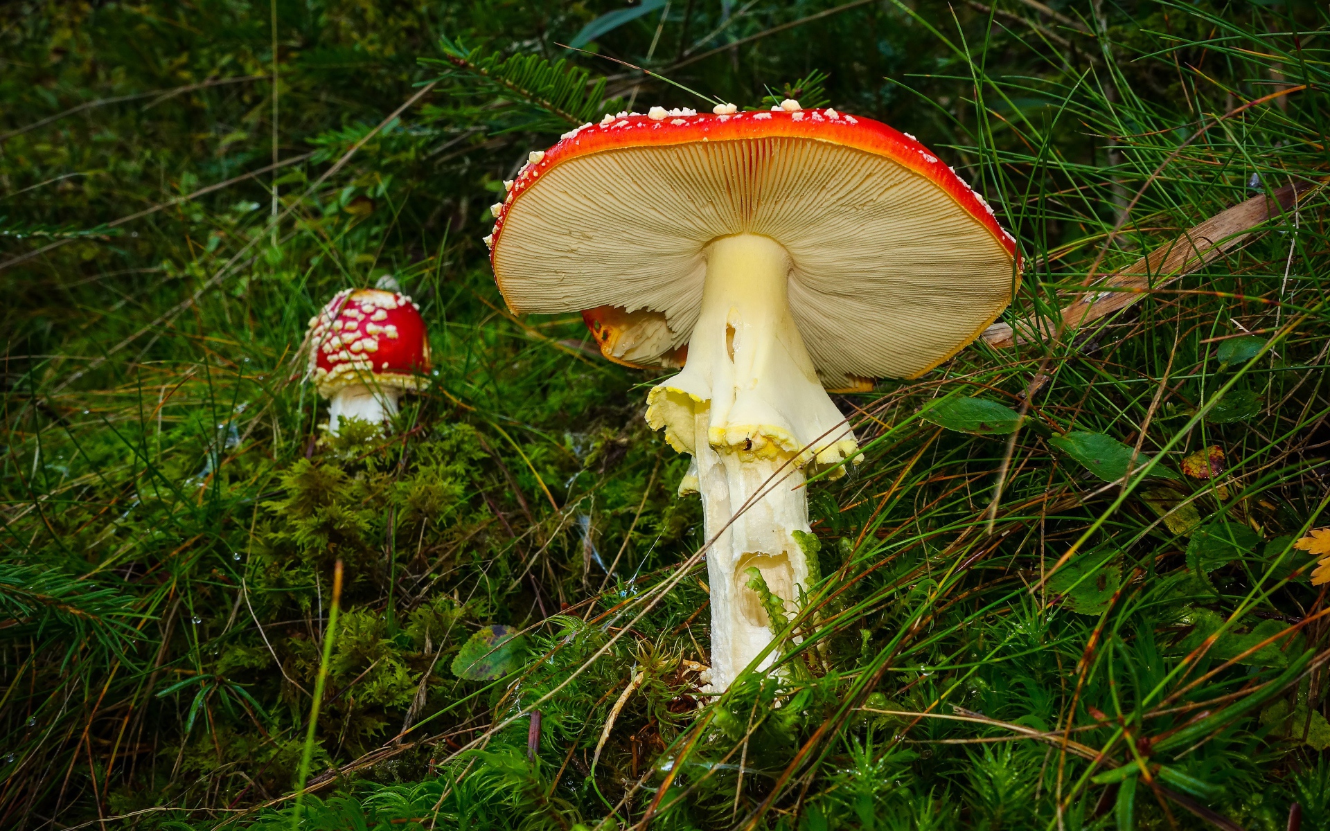 Красные мухоморы в зеленой мокрой траве
