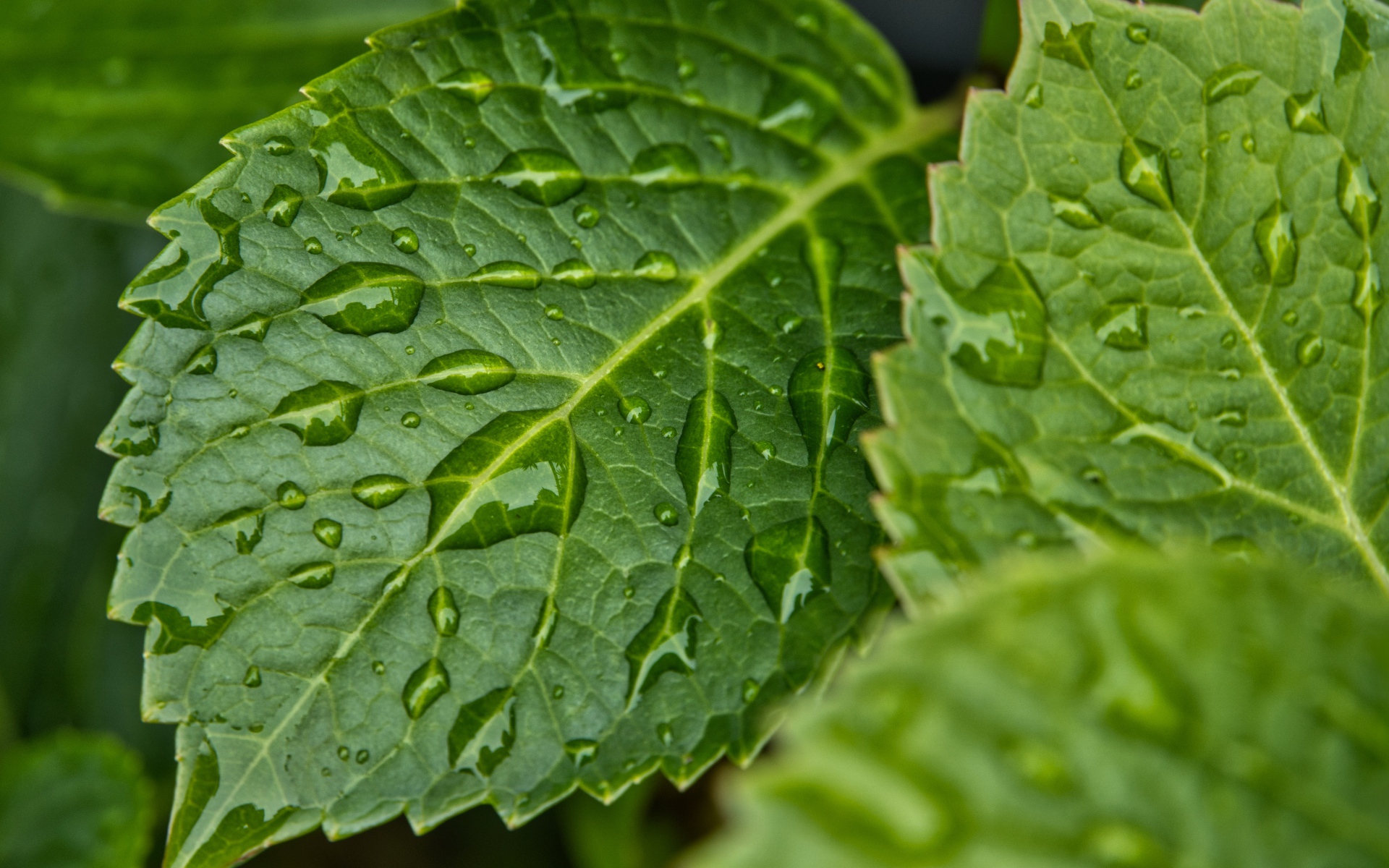 Зеленые листья в каплях дождя крупным планом