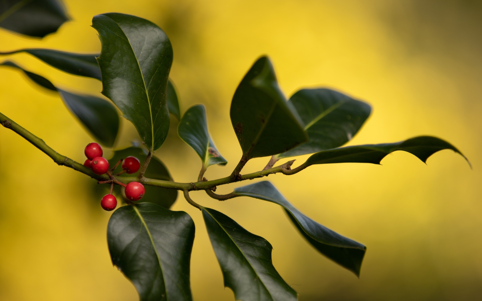 Красные ягоды на ветке с зелеными листьями