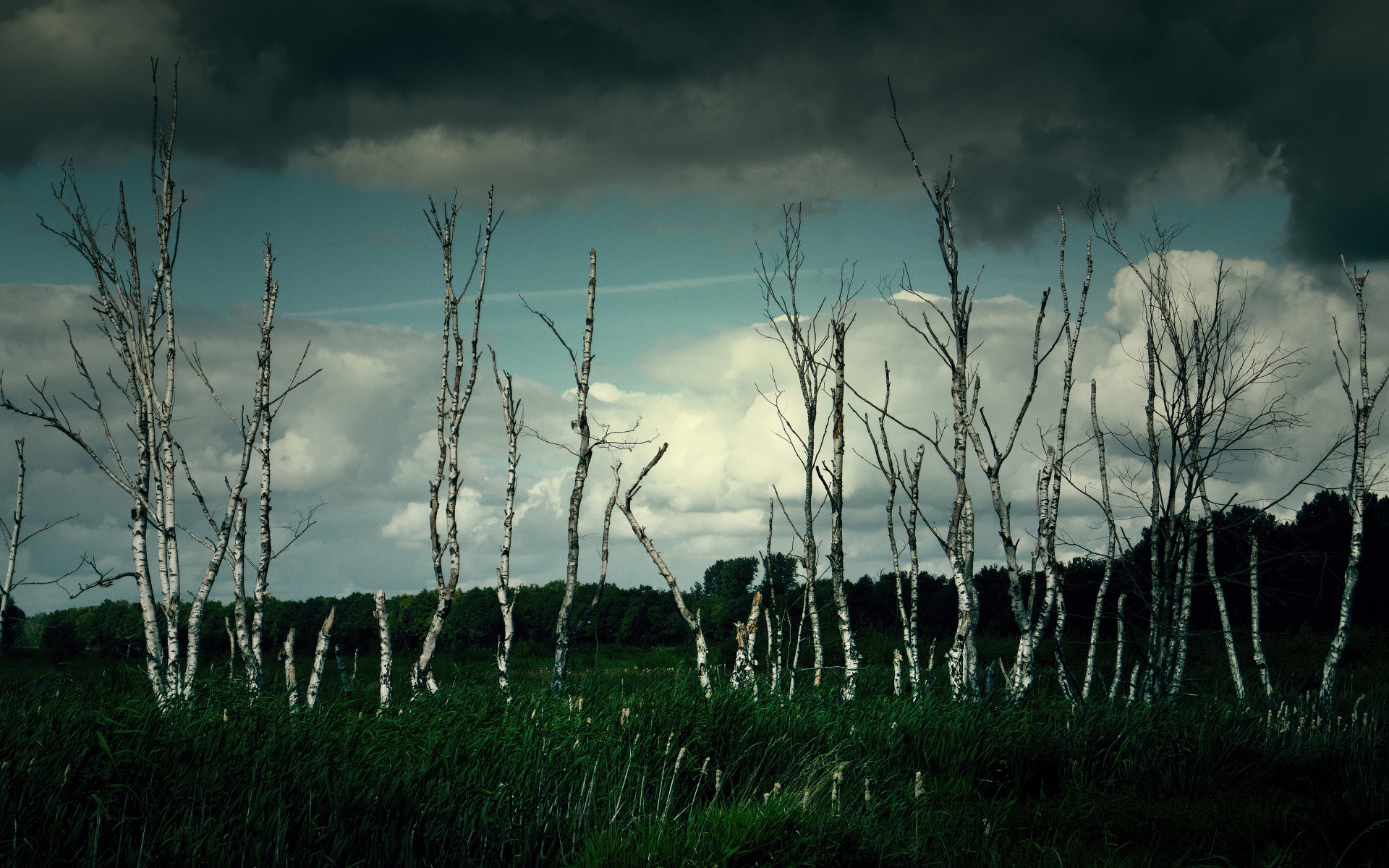 Тонкие березы под грозовым небом 