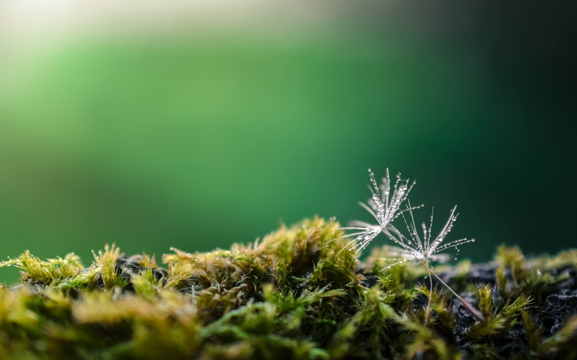 Белые семена одуванчика на покрытой мхом земле