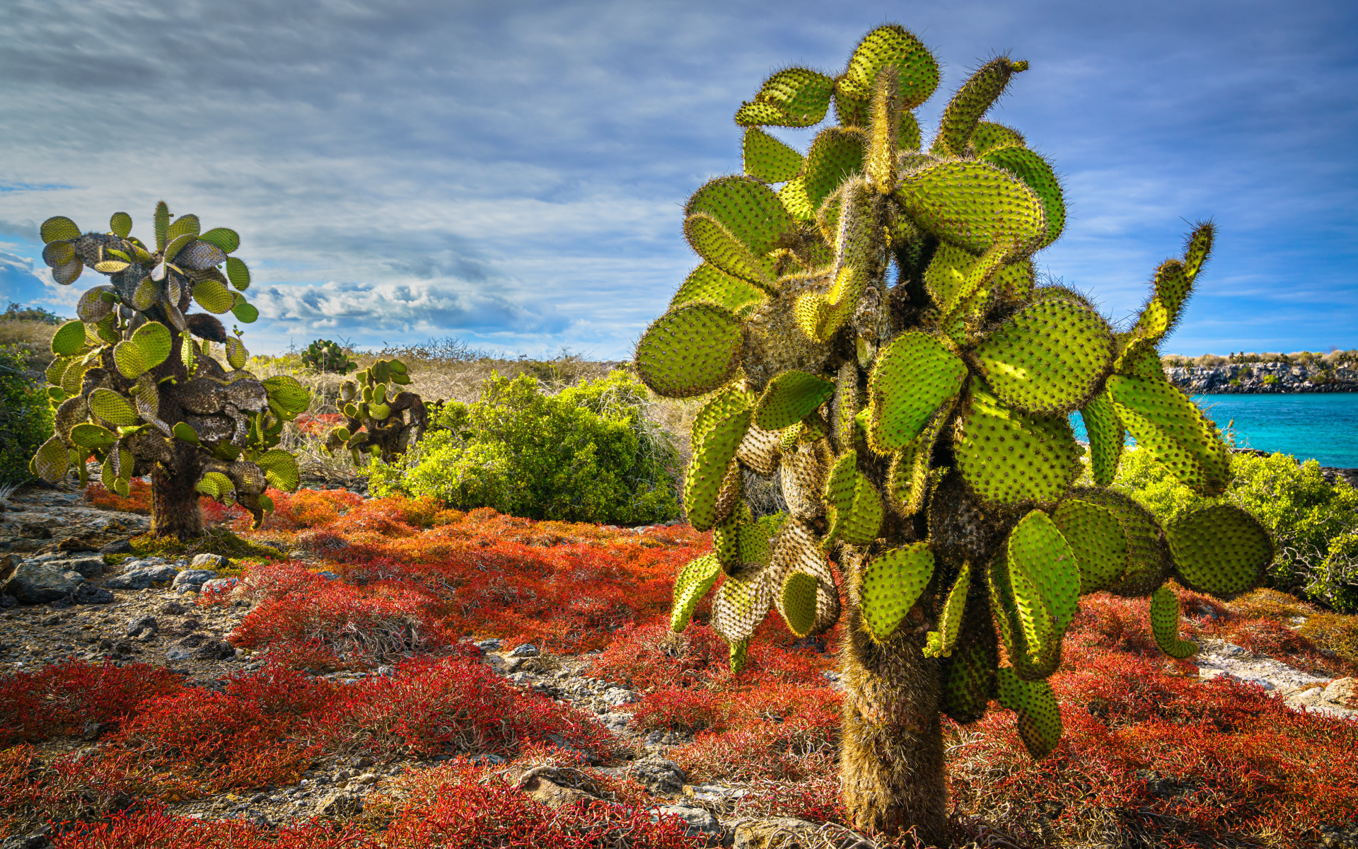 Большой колючий зеленый кактус на берегу моря