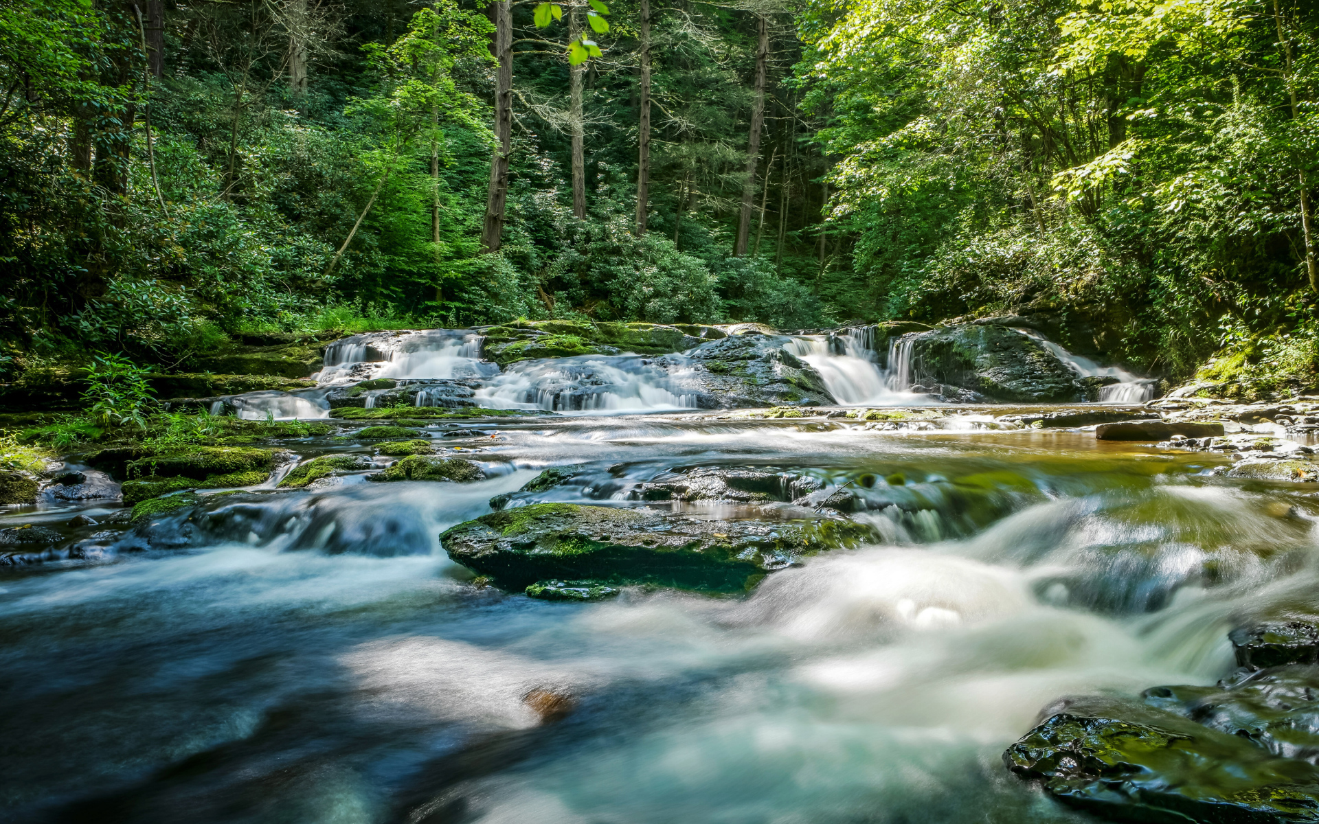 Быстрая река стекает по камням в лесу 