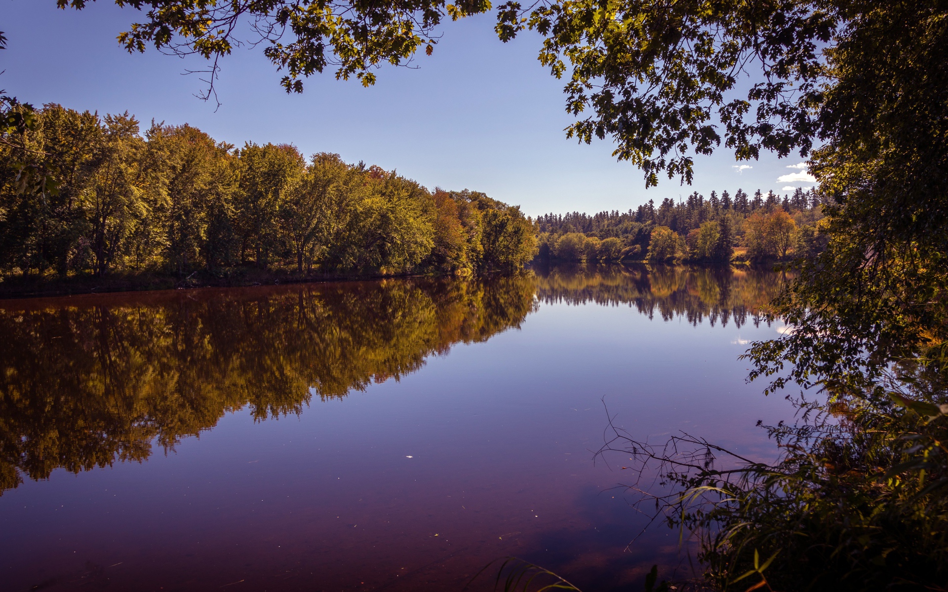 Рассвет над тихой водой реки в лесу 