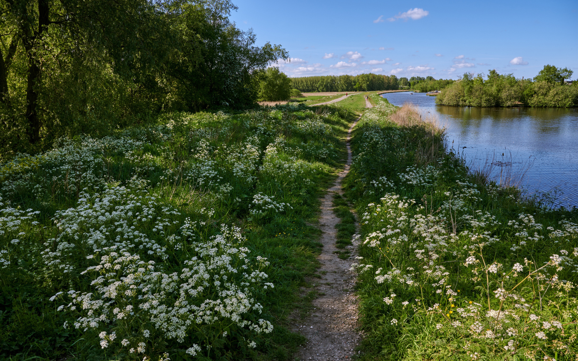 Белые цветы на берегу реки у леса 