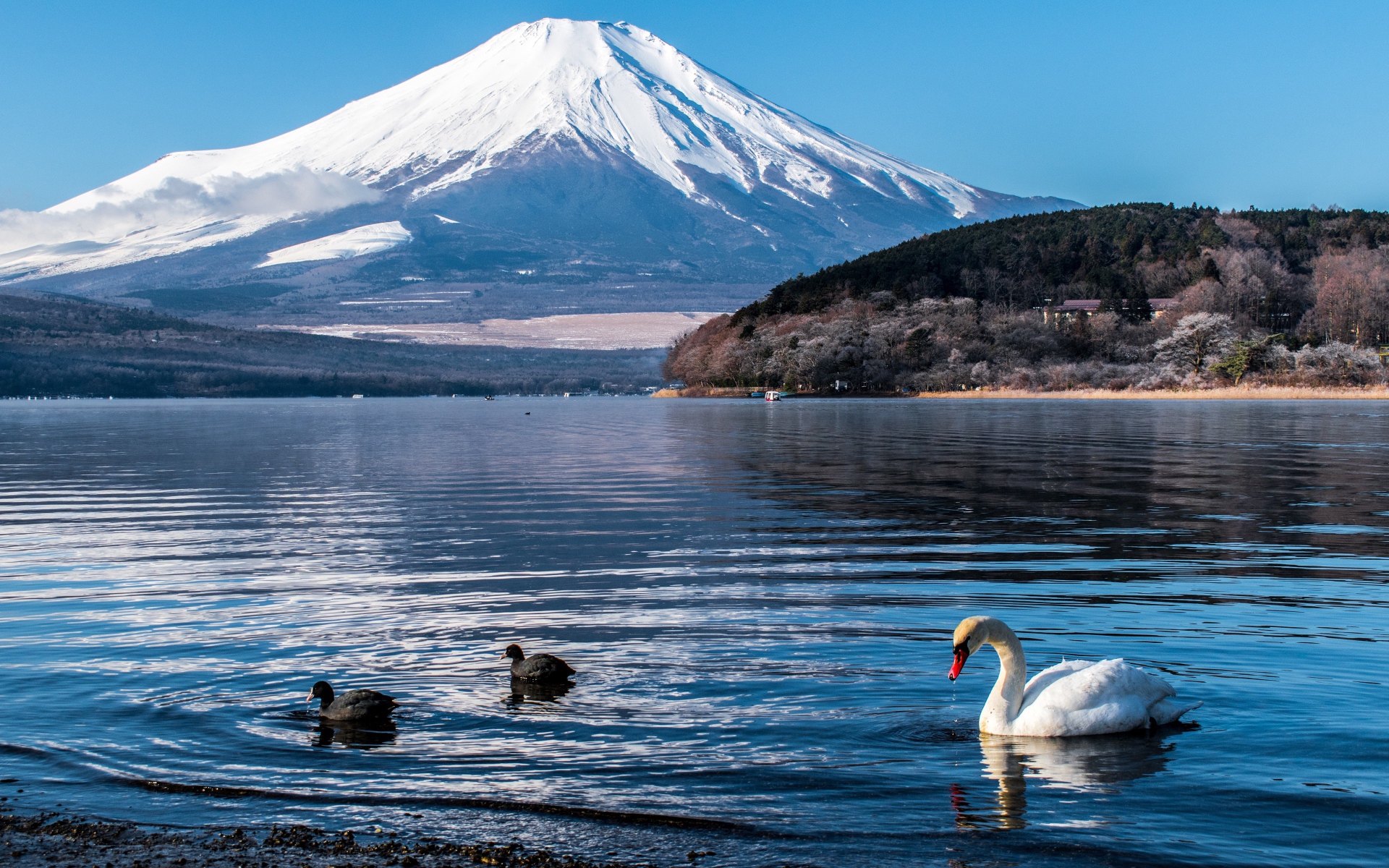 Вид на заснеженный вулкан под голубым небом у озера 
