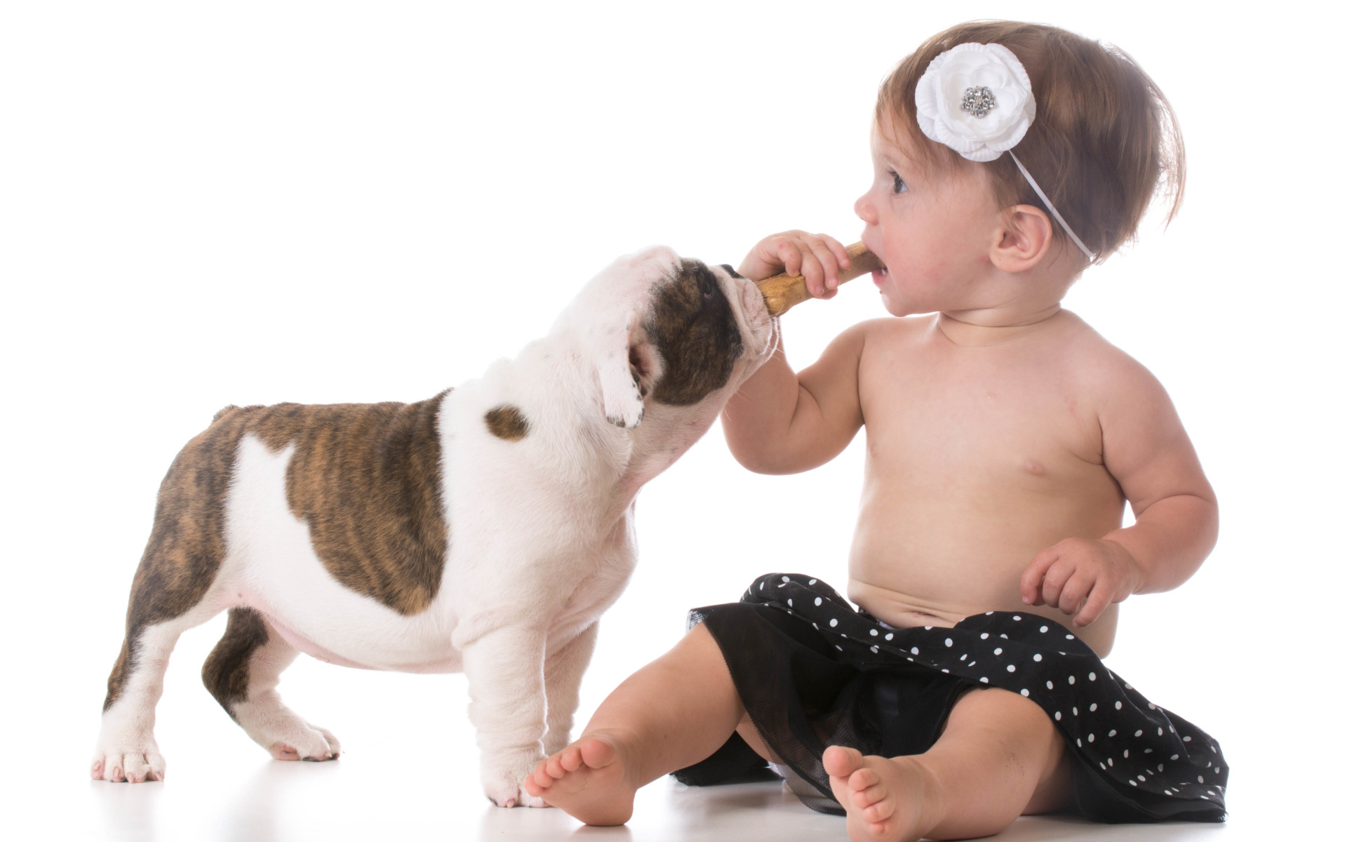 Маленькая девочка с щенком бульдога на белом фоне