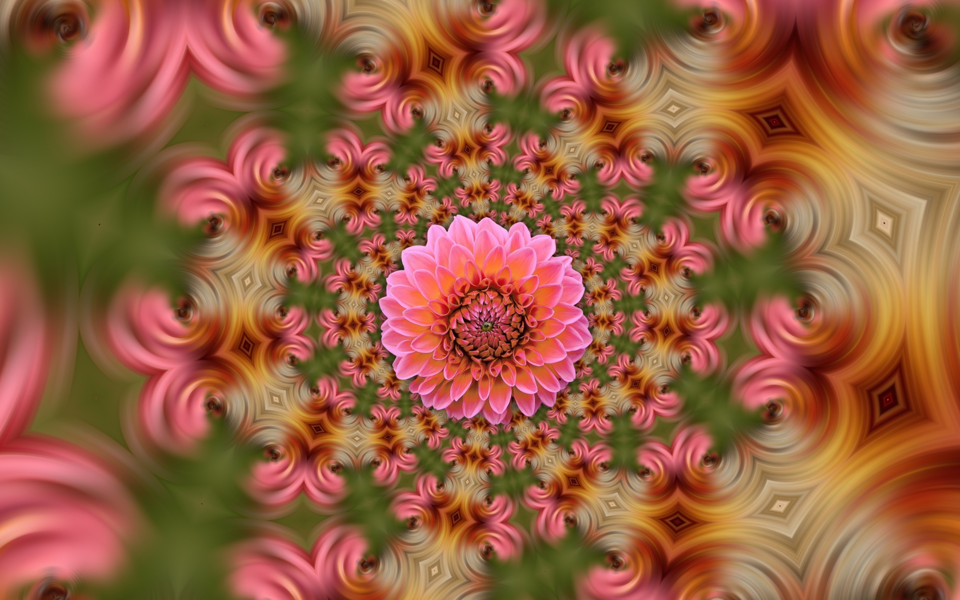 Розовый цветок георгина на абстрактном фоне