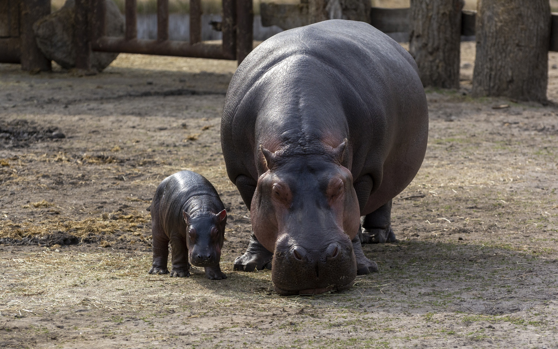 Гиппопотам с малышом в зоопарке 