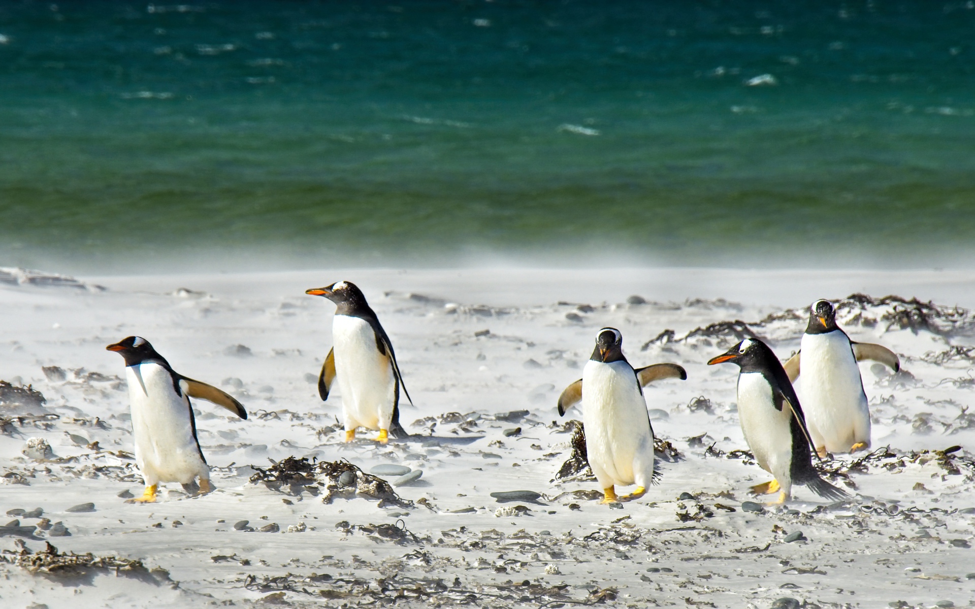 Стая пингвинов на снегу у моря