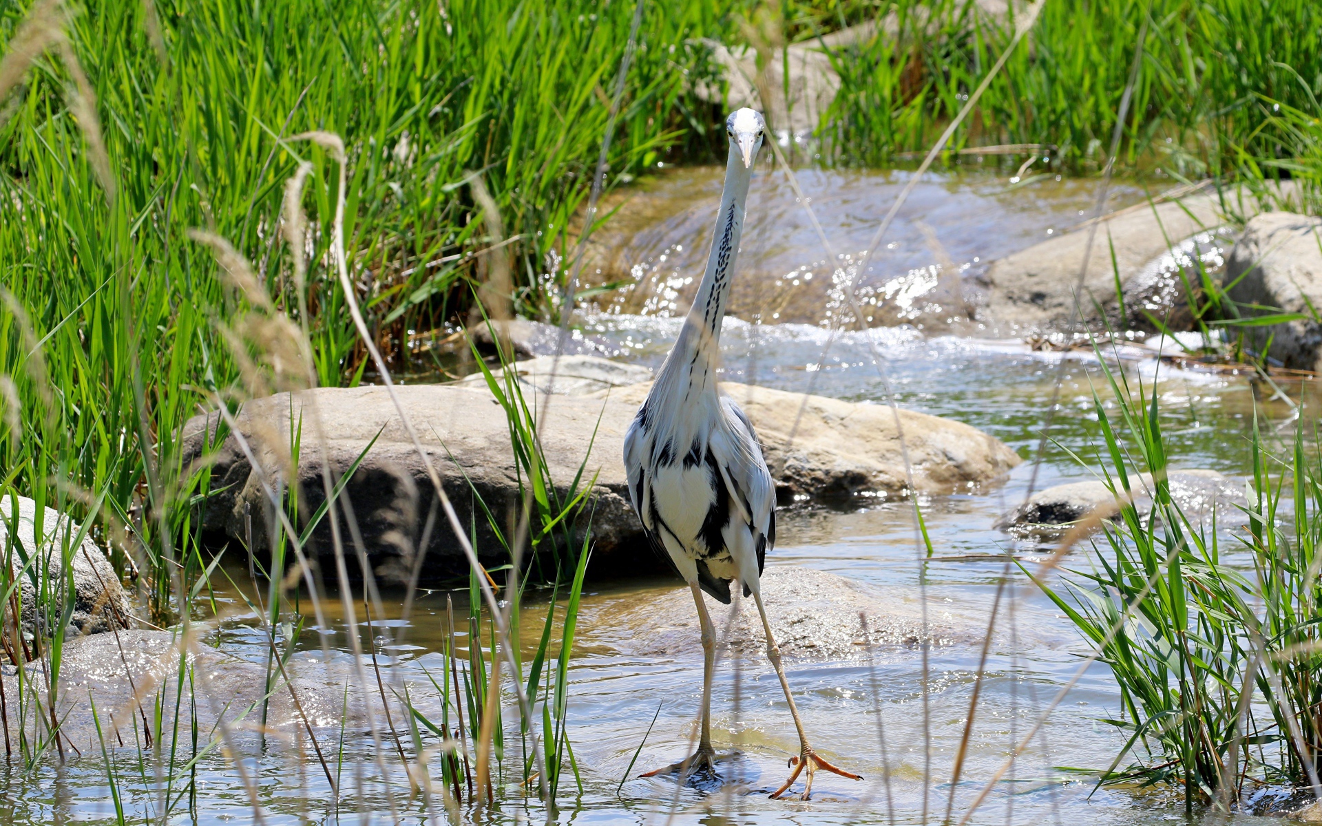 Серая цапля стоит в воде на камне