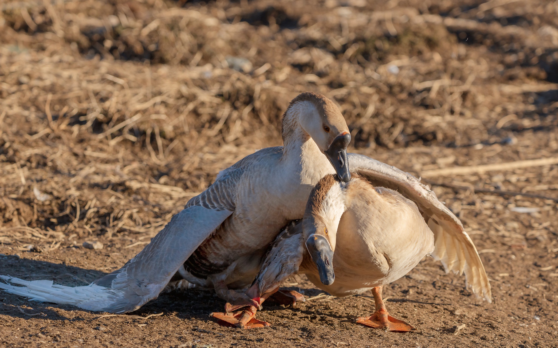 Пара серых гусей в лучах солнца 