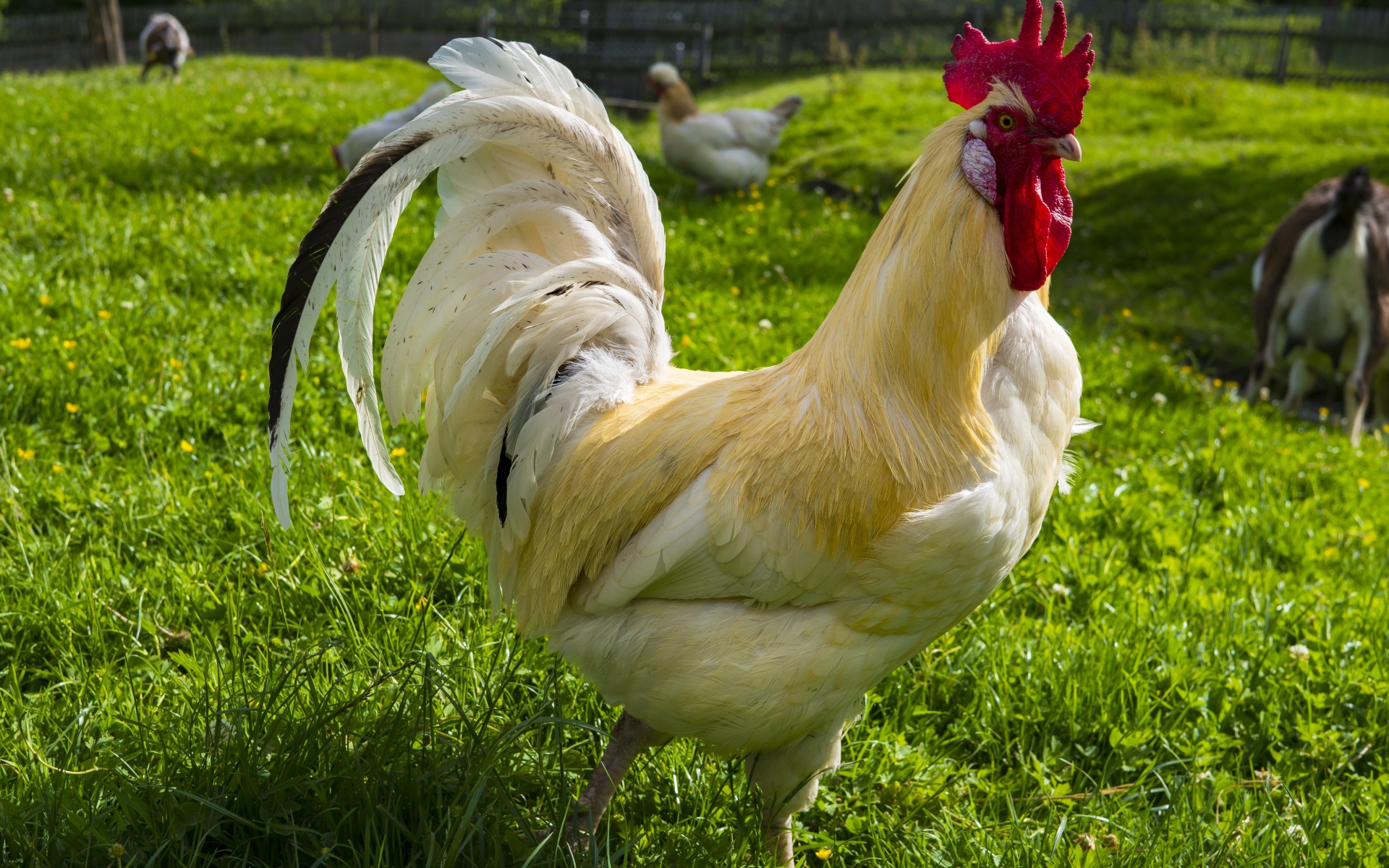 Красивый белый домашний петух на зеленой траве 