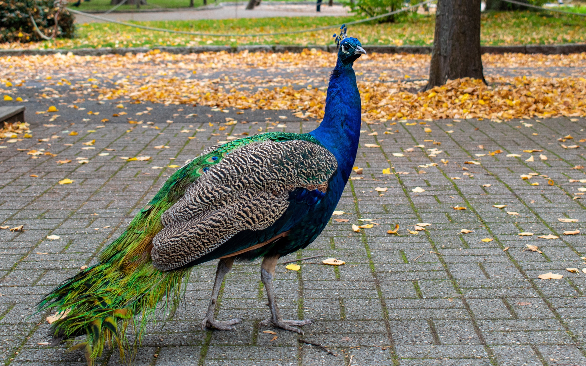 Большой красивый павлин гуляет в осеннем парке