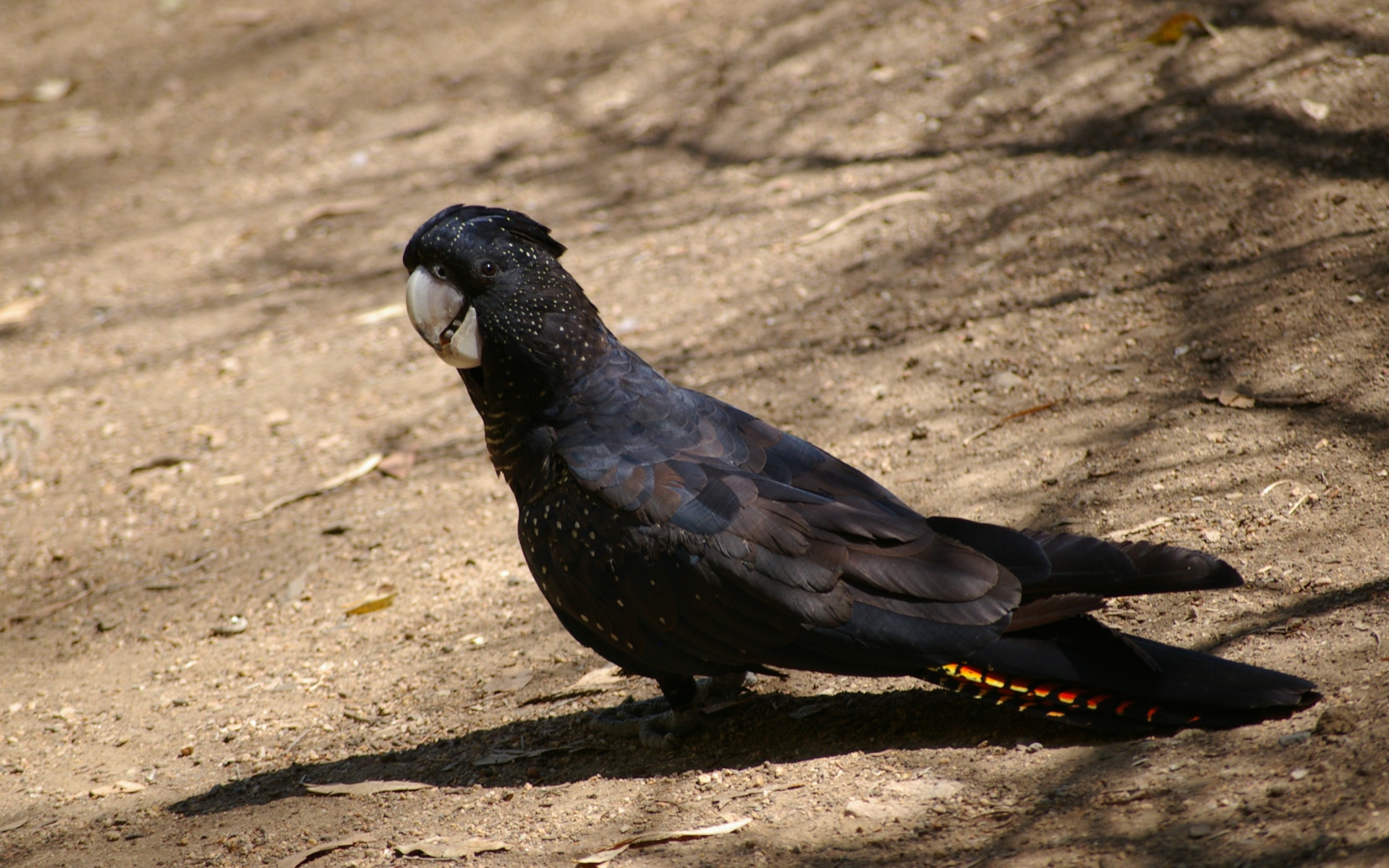 Большой черный какаду стоит на земле 