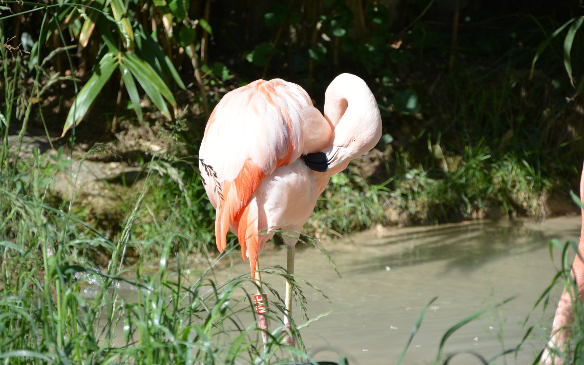 Большой розовый фламинго стоит в воде