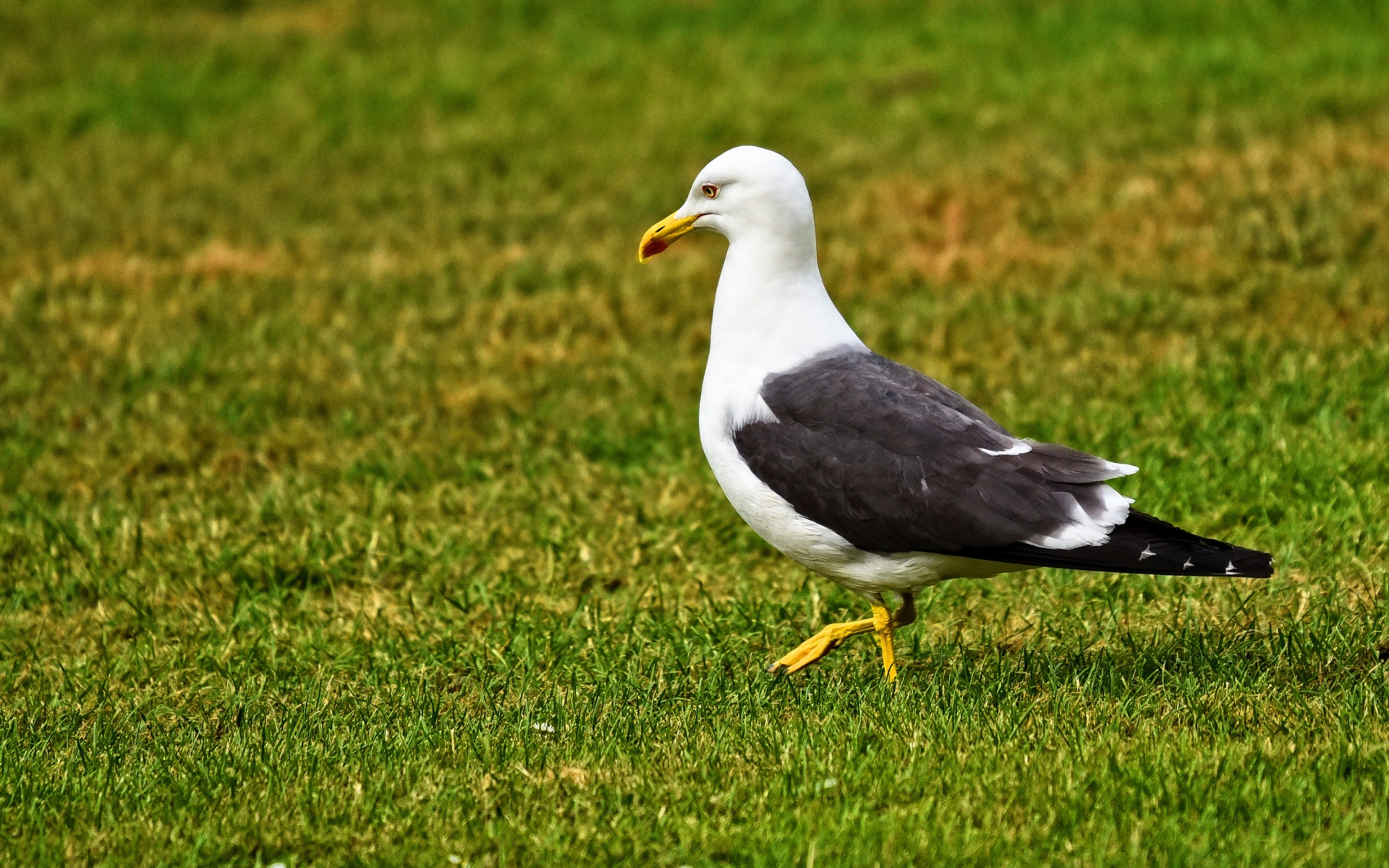 Большая чайка гуляет по зеленой траве
