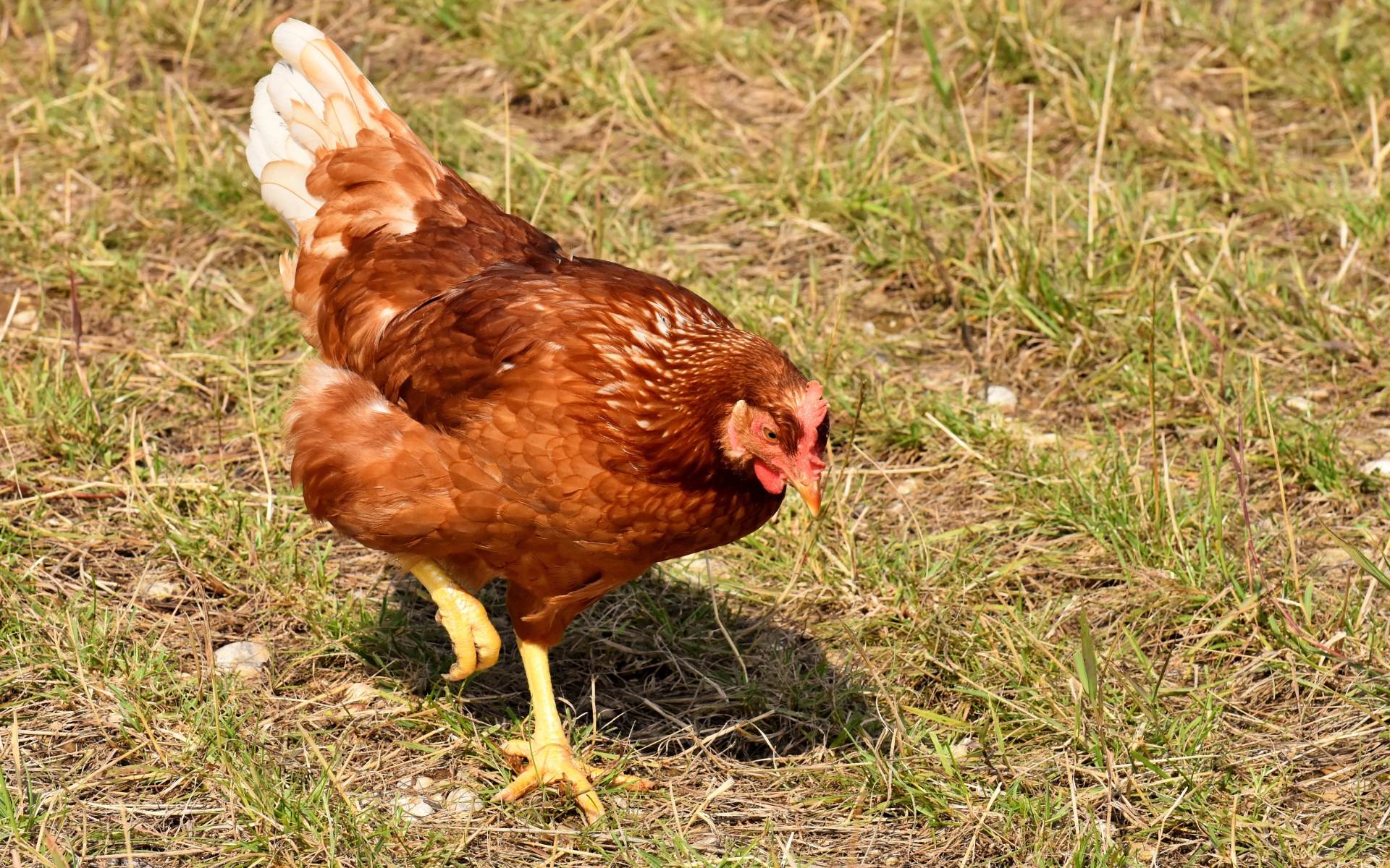 Коричневая домашняя курица гуляет по траве 