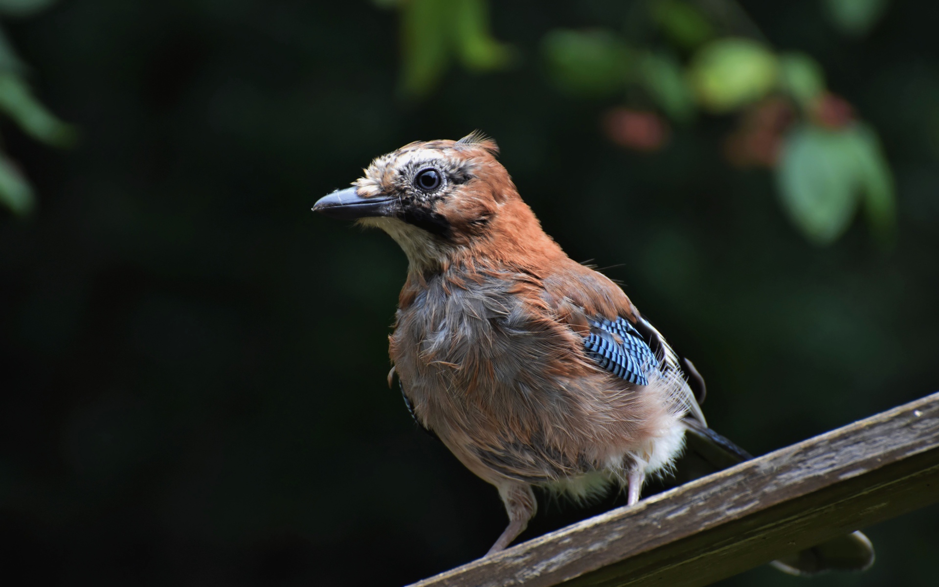 Коричневая сойка сидит на деревянной доске