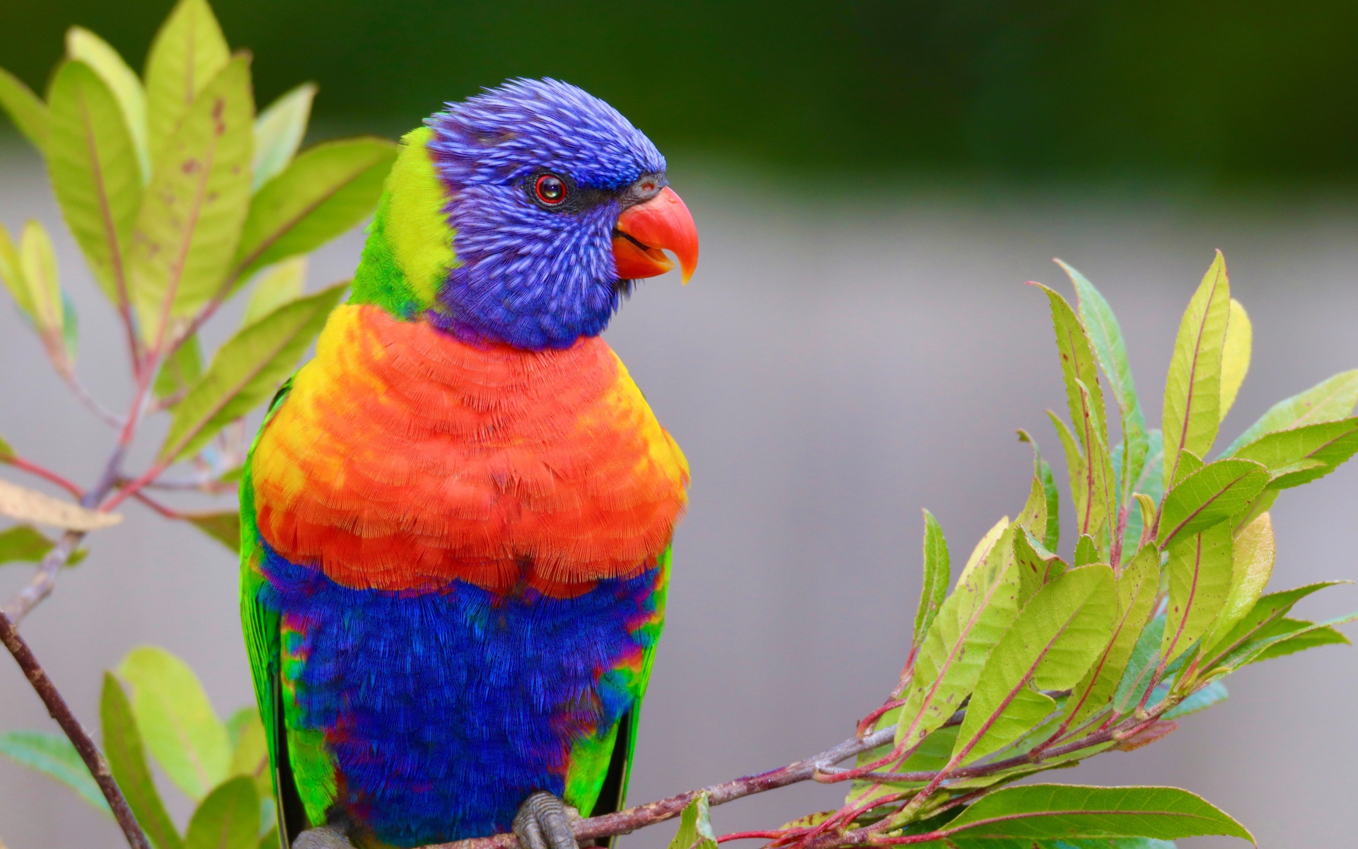 Разноцветный красивый попугай сидит на ветке