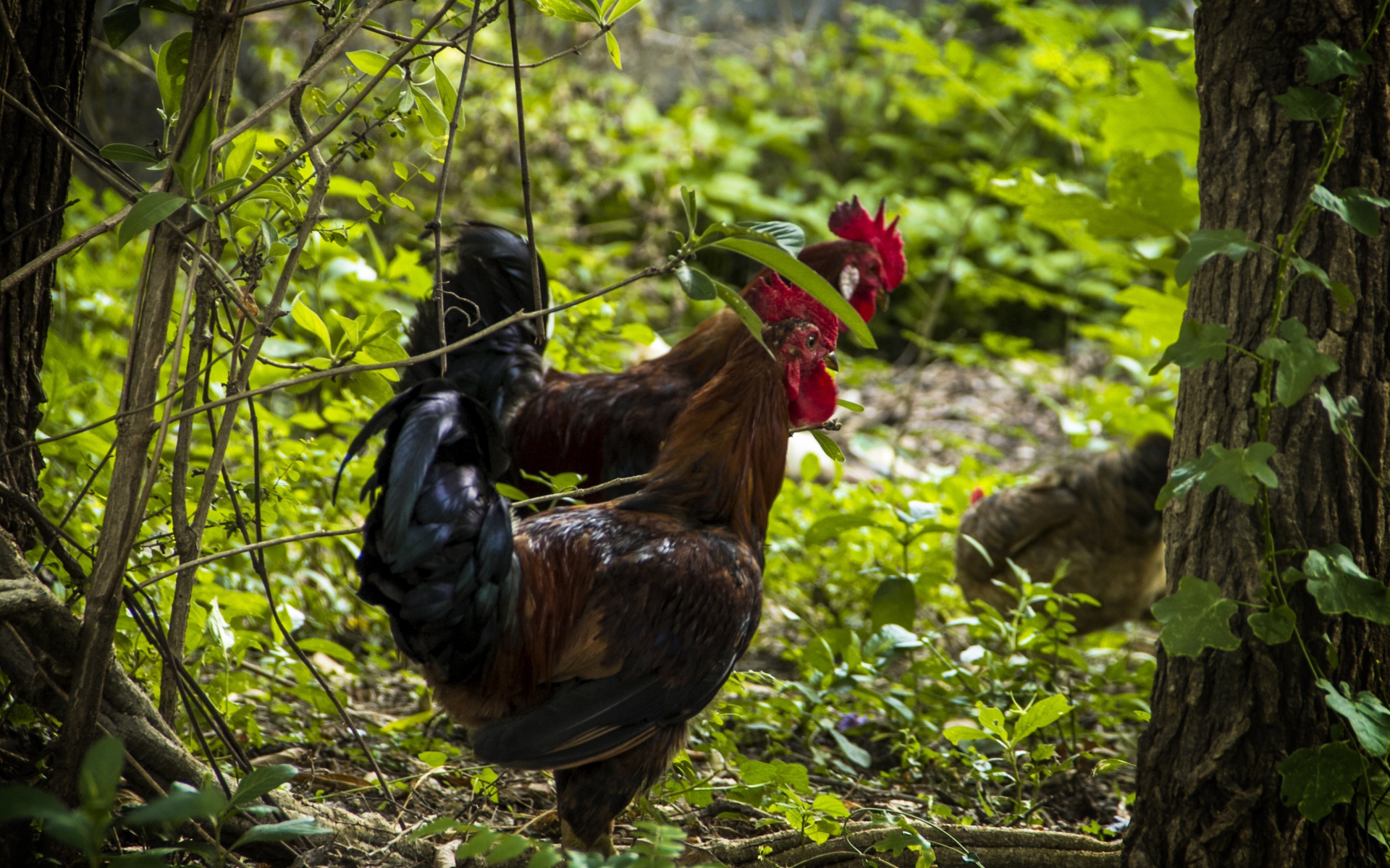 Домашние петухи гуляют в лесу