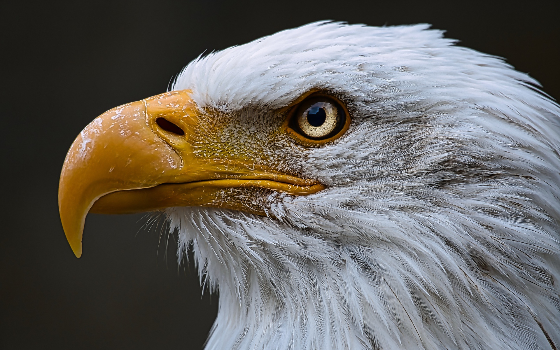 Голова орлана с острым желтым клювом 