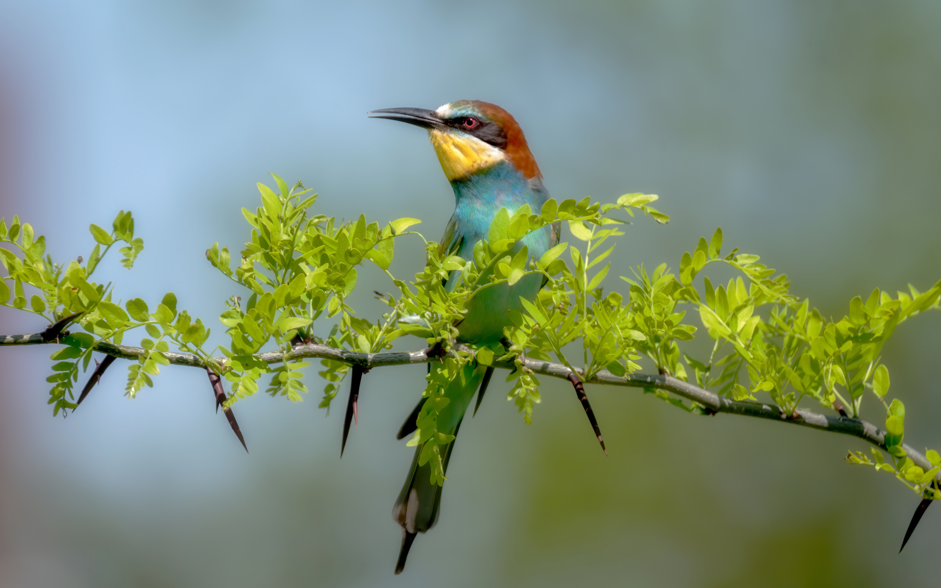 Золотистая щурка сидит на ветке с зелеными листьями 