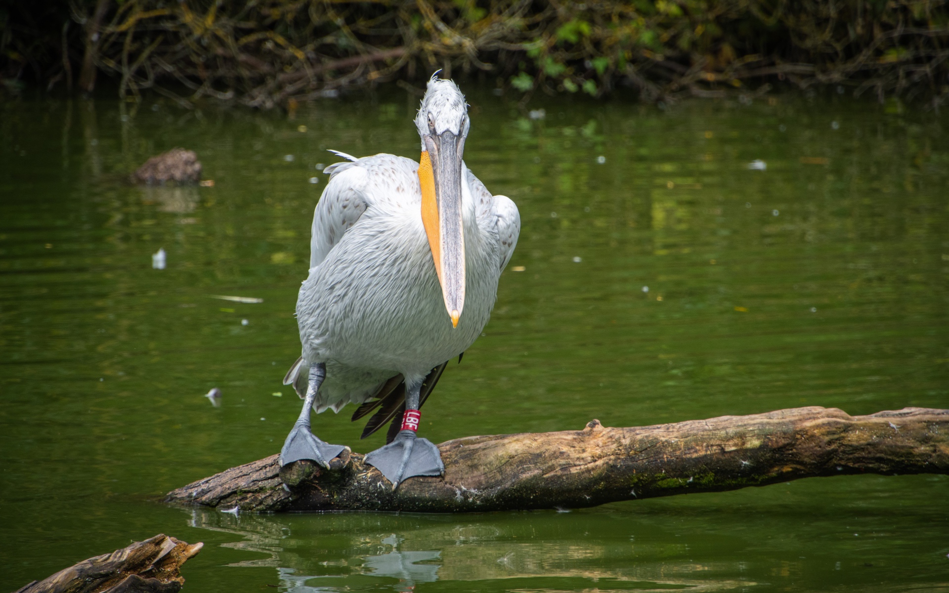 Большой серый пеликан сидит на дереве в воде