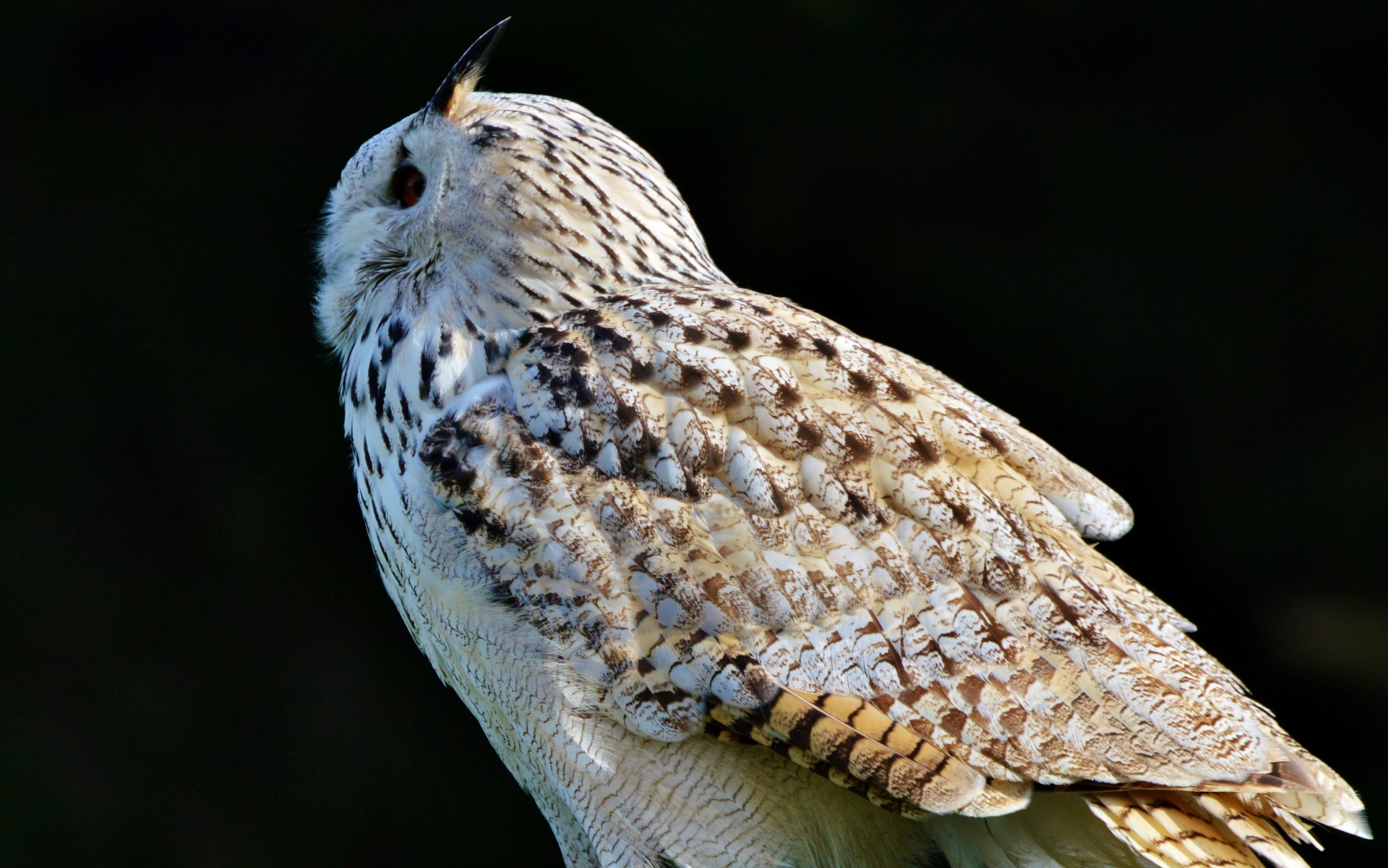 Большая белая сибирская сова на черном фоне