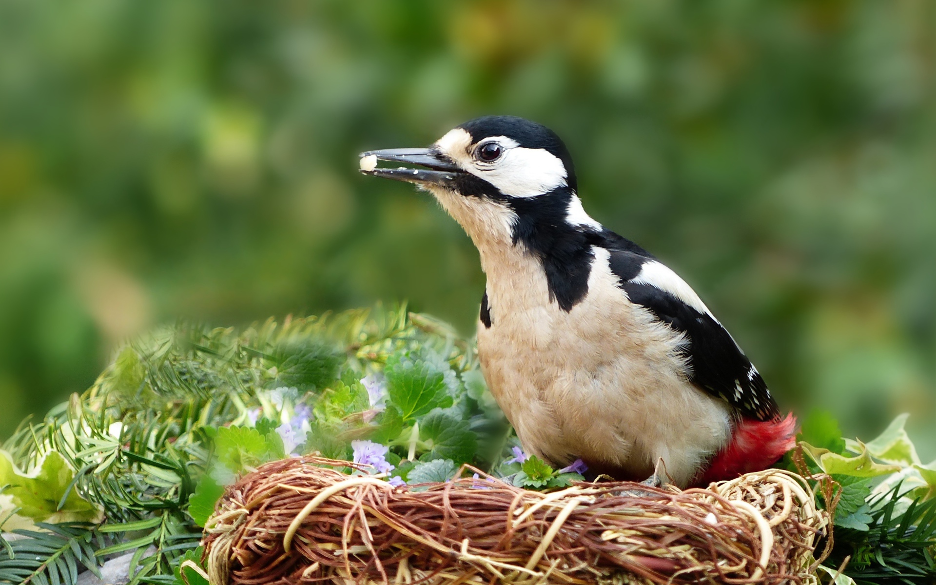 Большой дятел сидит в гнезде 