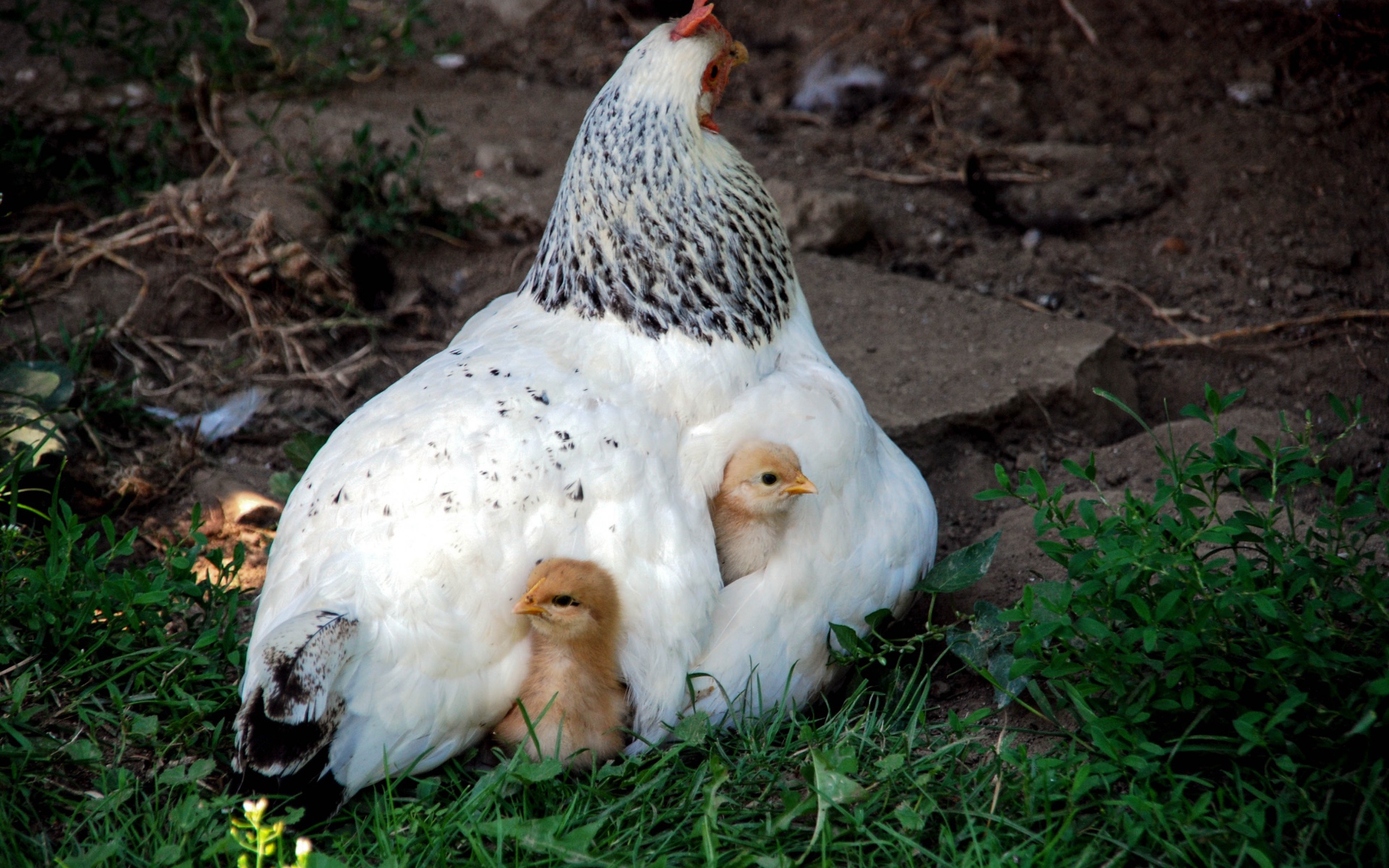 Курица наседка греет маленьких цыплят