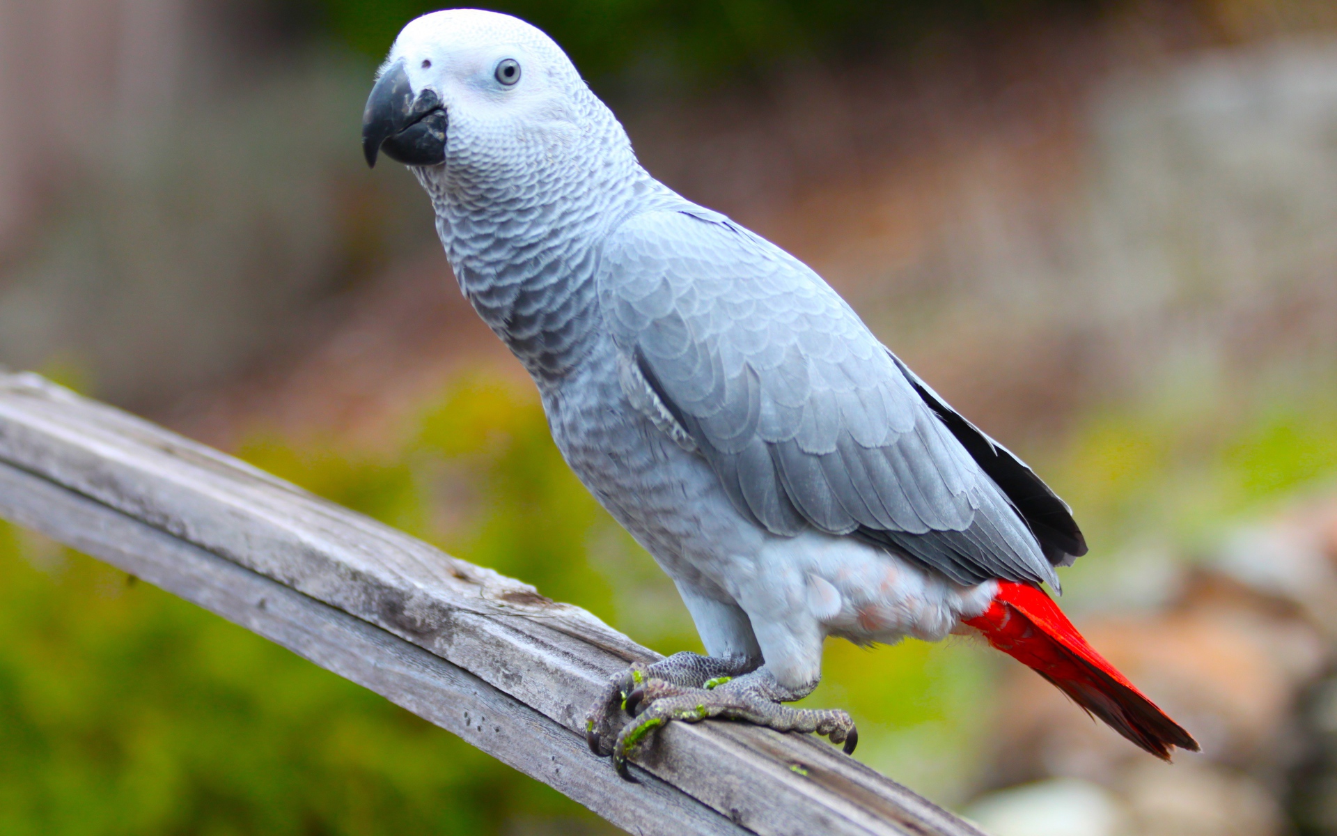 Большой серый попугай жако на ветке 