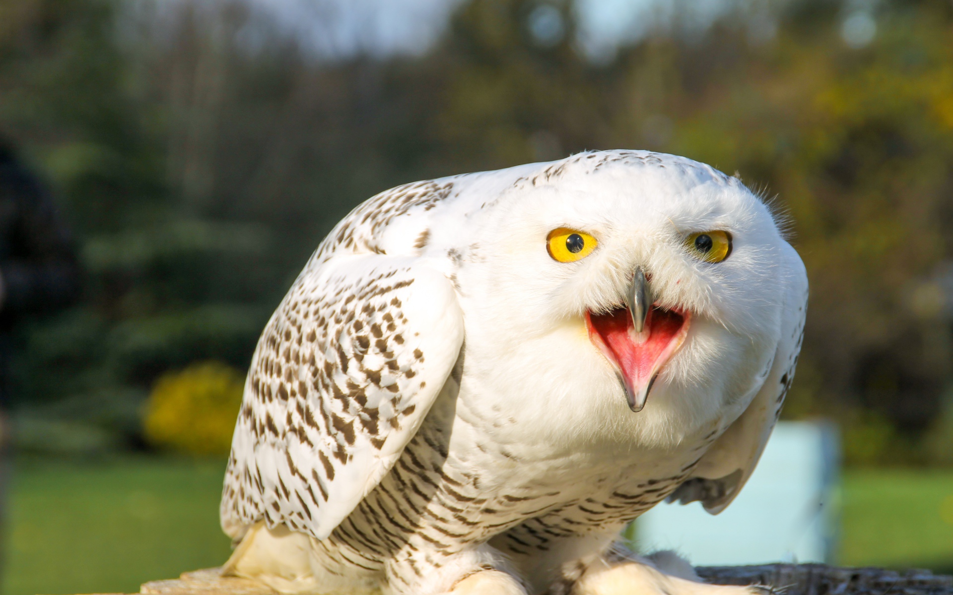Большая снежная сова с открытым клювом 