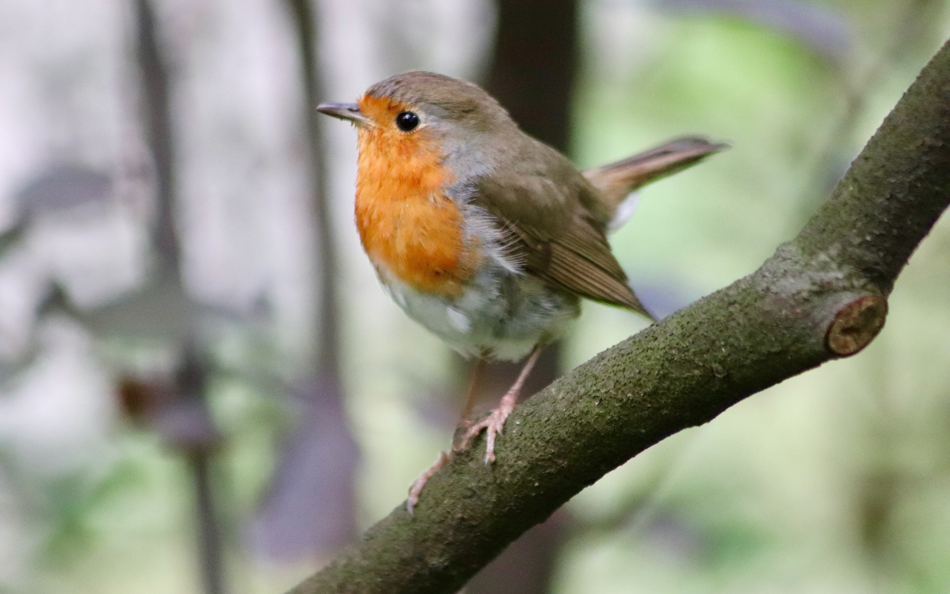 Маленькая птичка с черными глазами сидит на ветке