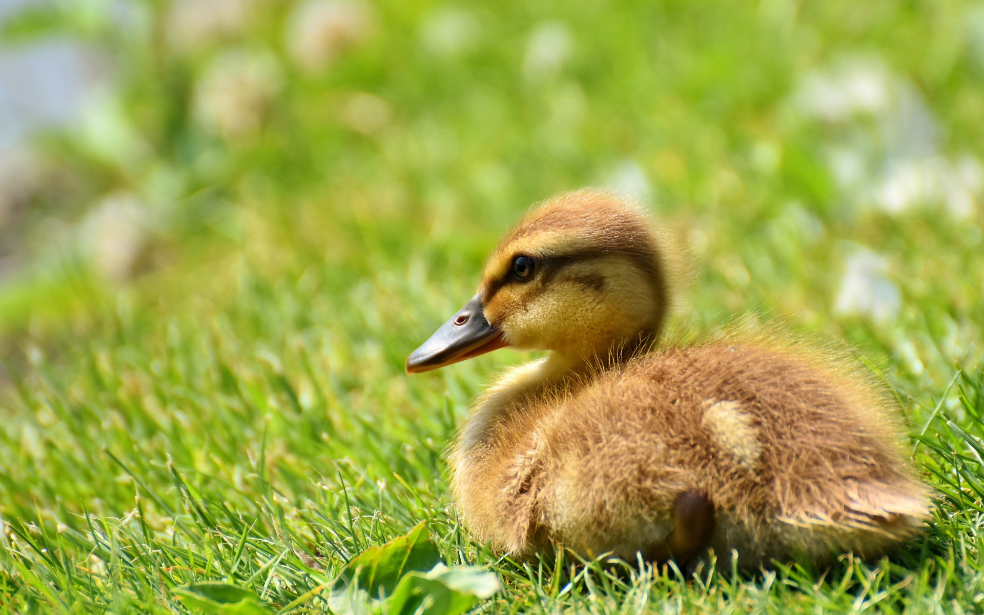 Маленький утенок лежит на зеленой траве 
