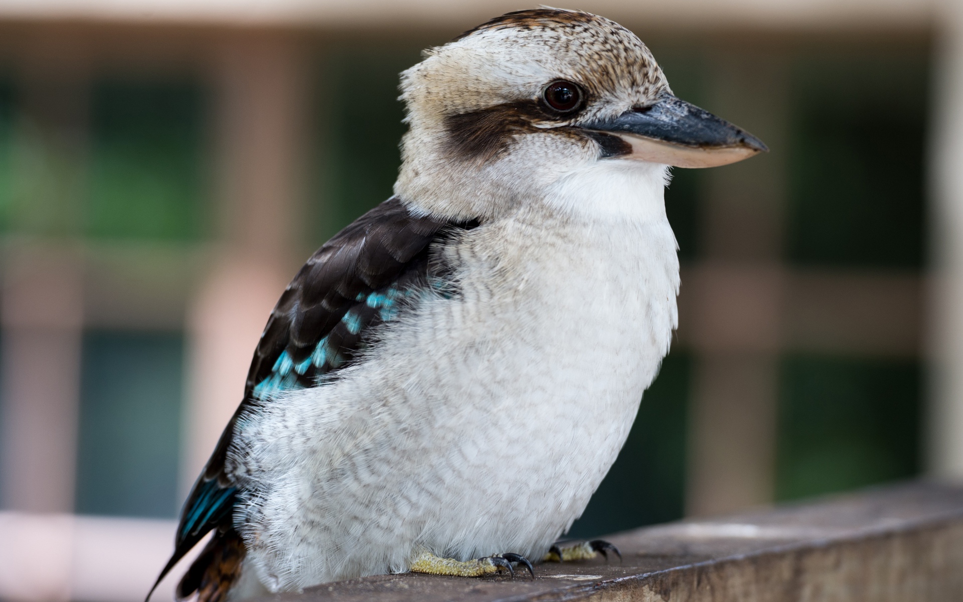Маленькая птичка кукабара крупным планом 