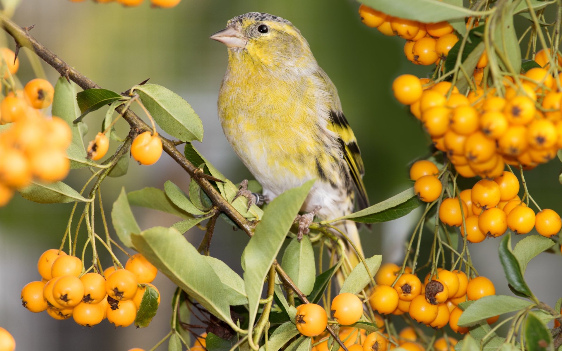Маленькая птица ткачик сидит на ветке с оранжевыми ягодами
